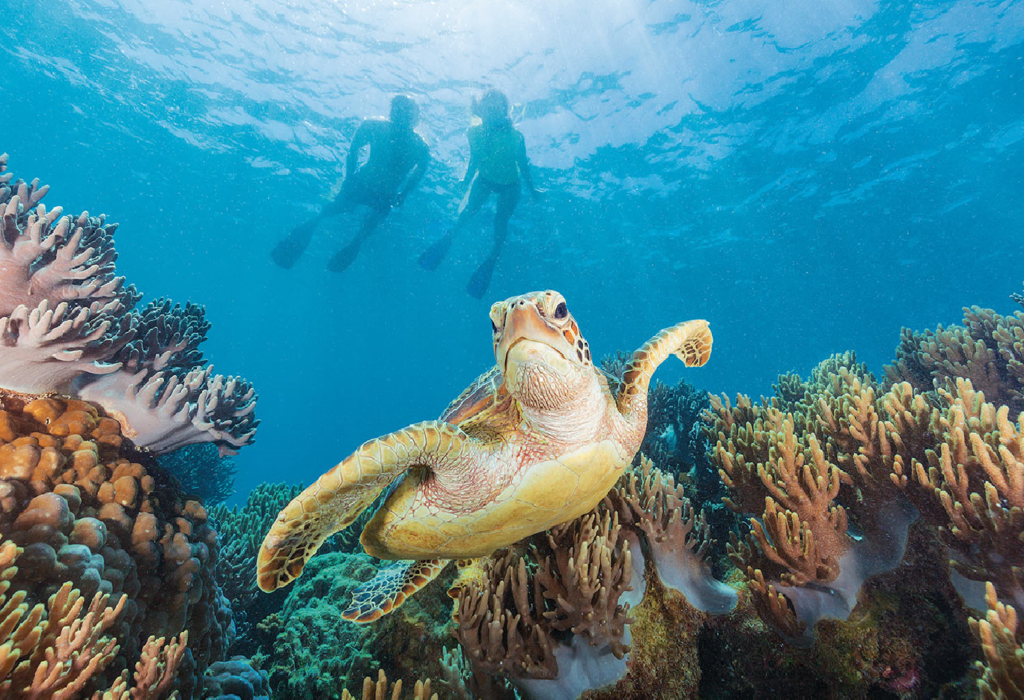 YOTSPACE superyacht charters - Snorkel with Turtles on the Great Barrier Reef