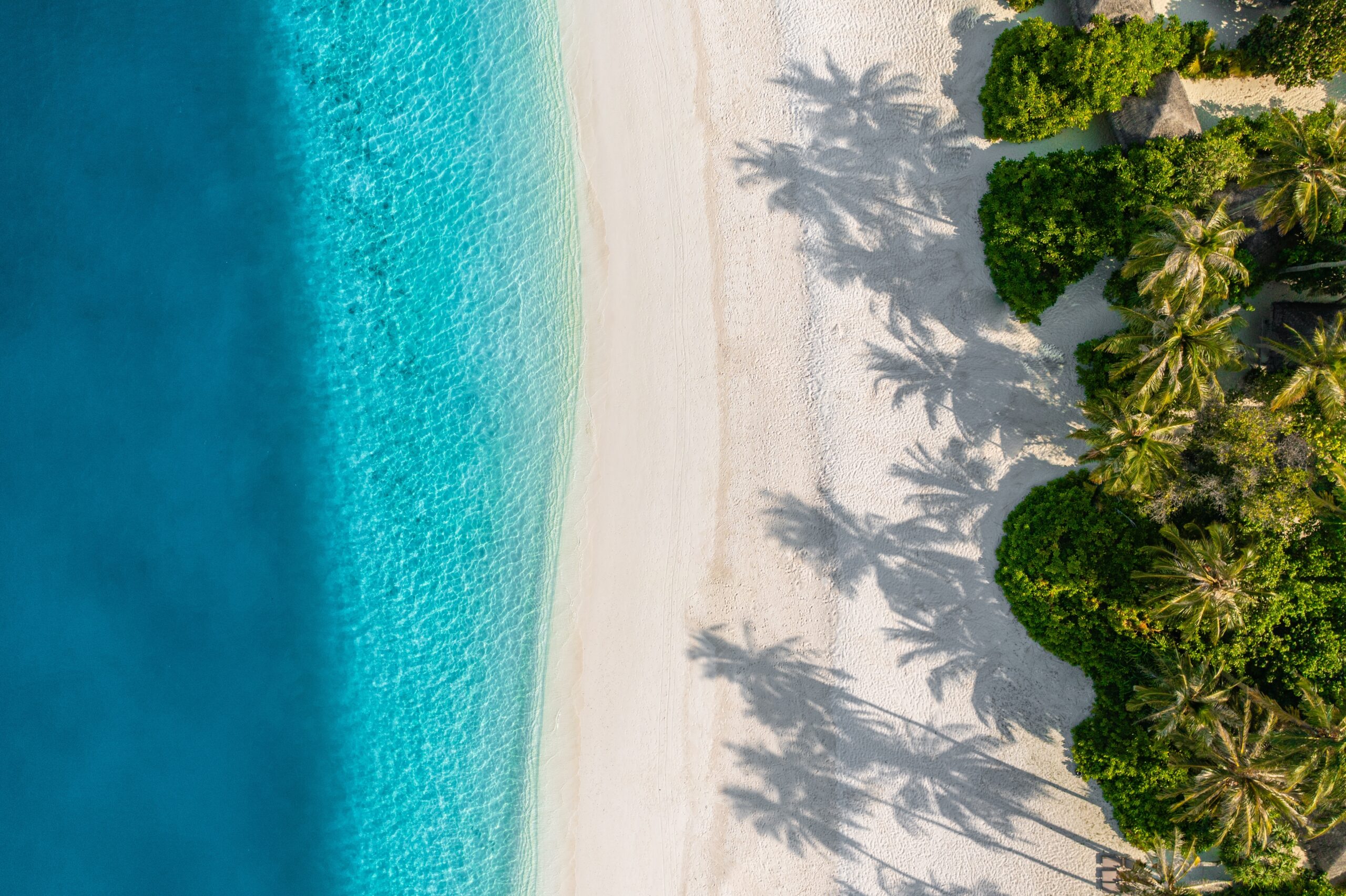 Beach,Palm,Trees,On,Tranquil,Sunny,Sandy,Beach,And,Turquoise