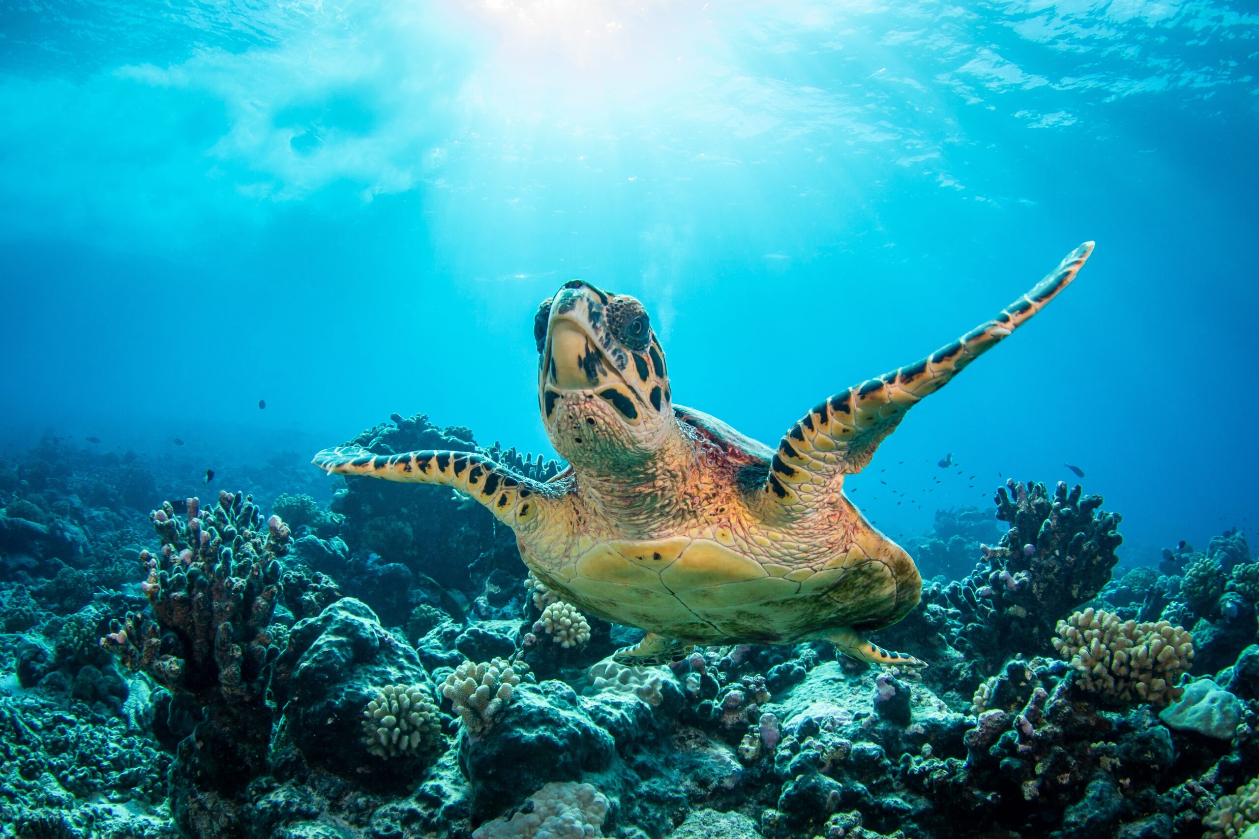Sea,Turtle,On,The,Reef,,French,Polynesia,,South,Pacific