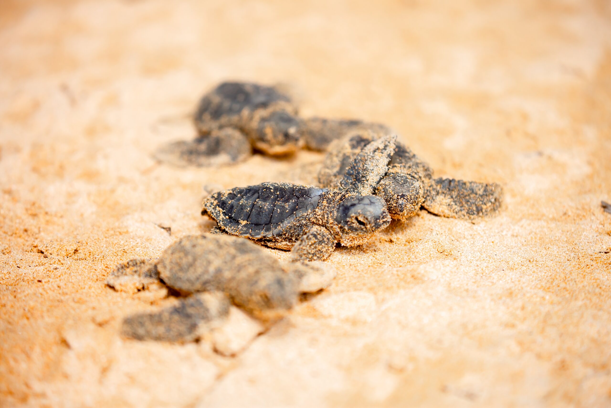 Turtles