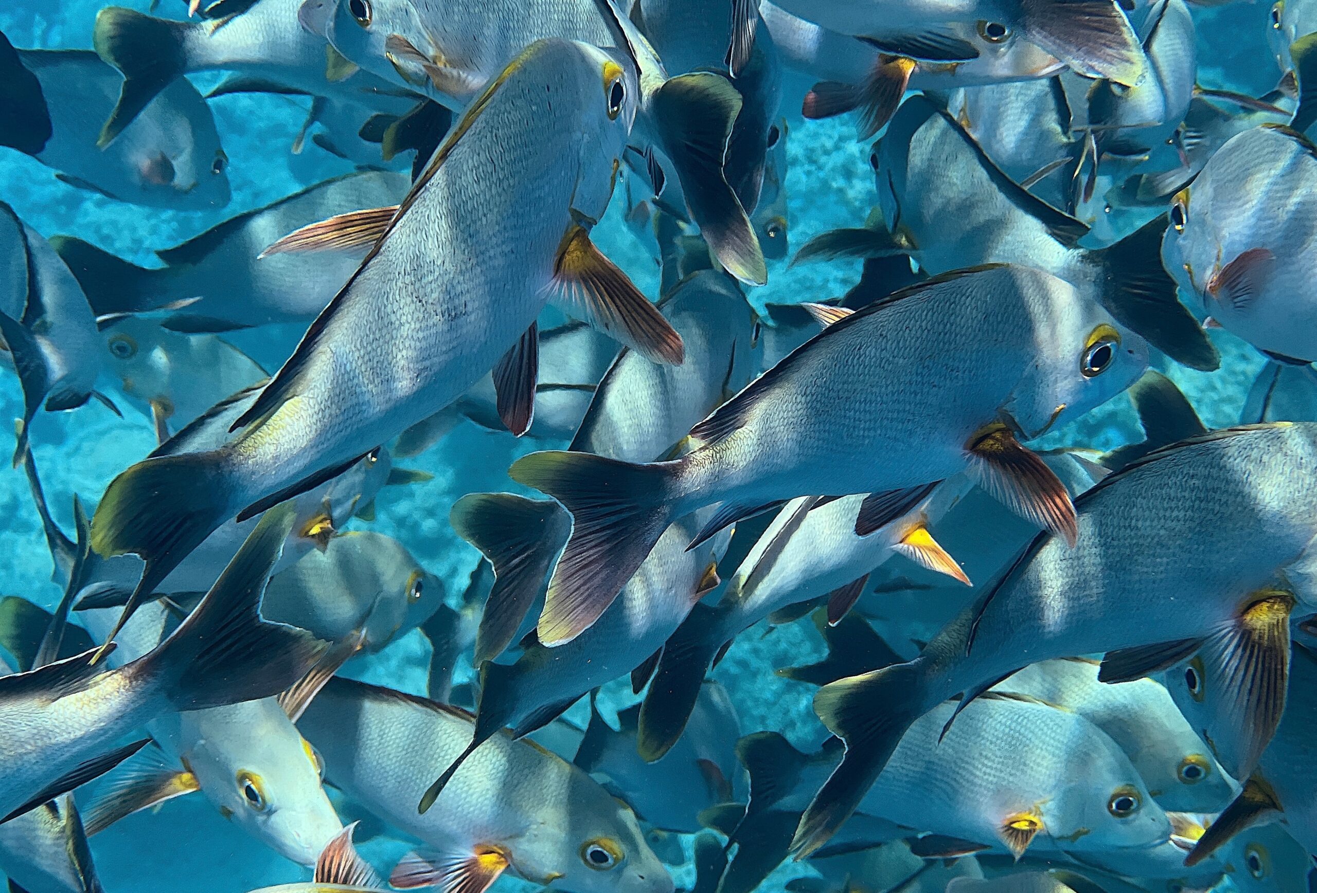 Shoal,Of,Fish,In,French,Polynesia