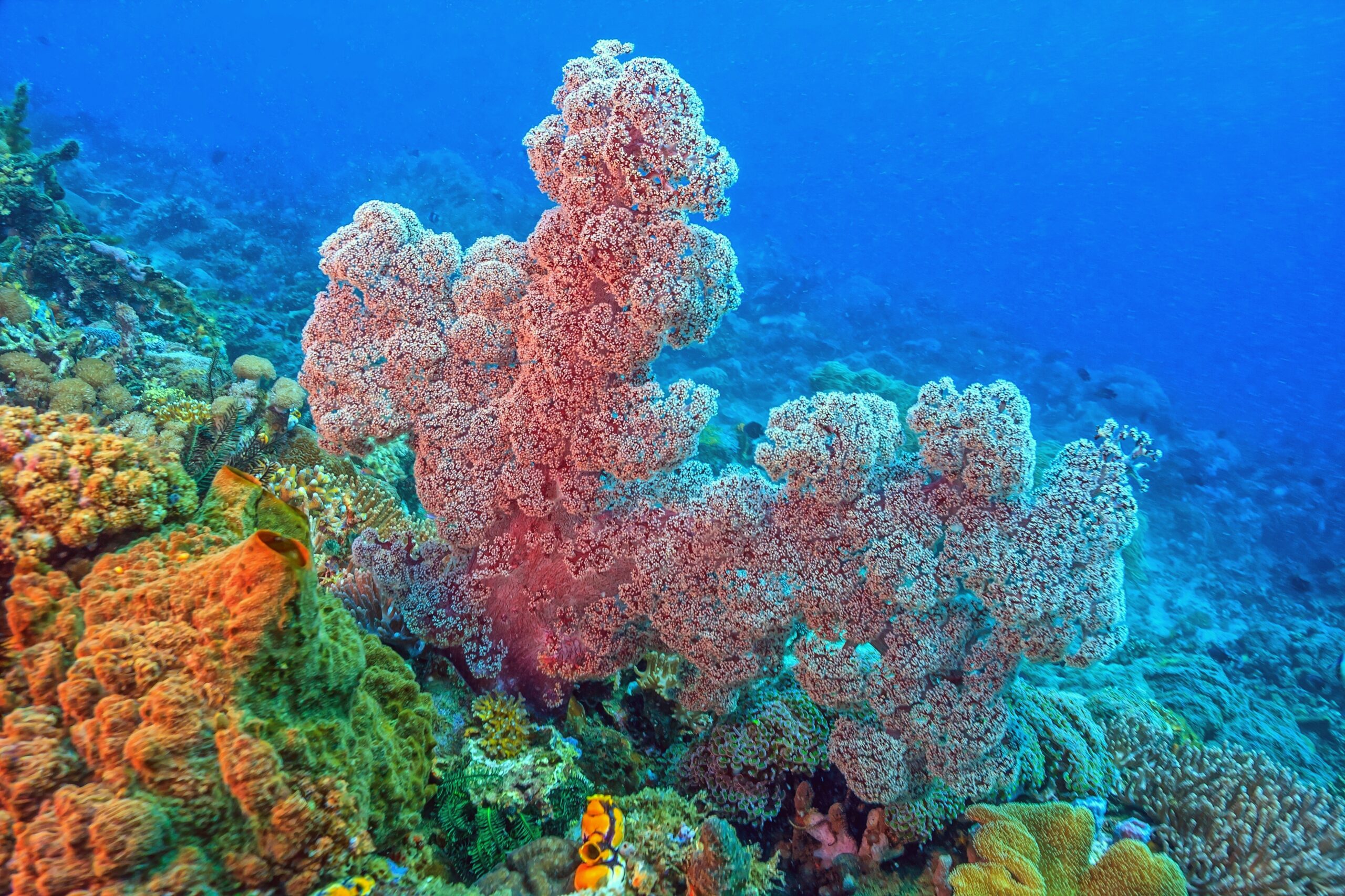Coral,Reef,Off,The,Coast,Of,Island,In,South,Pacific,