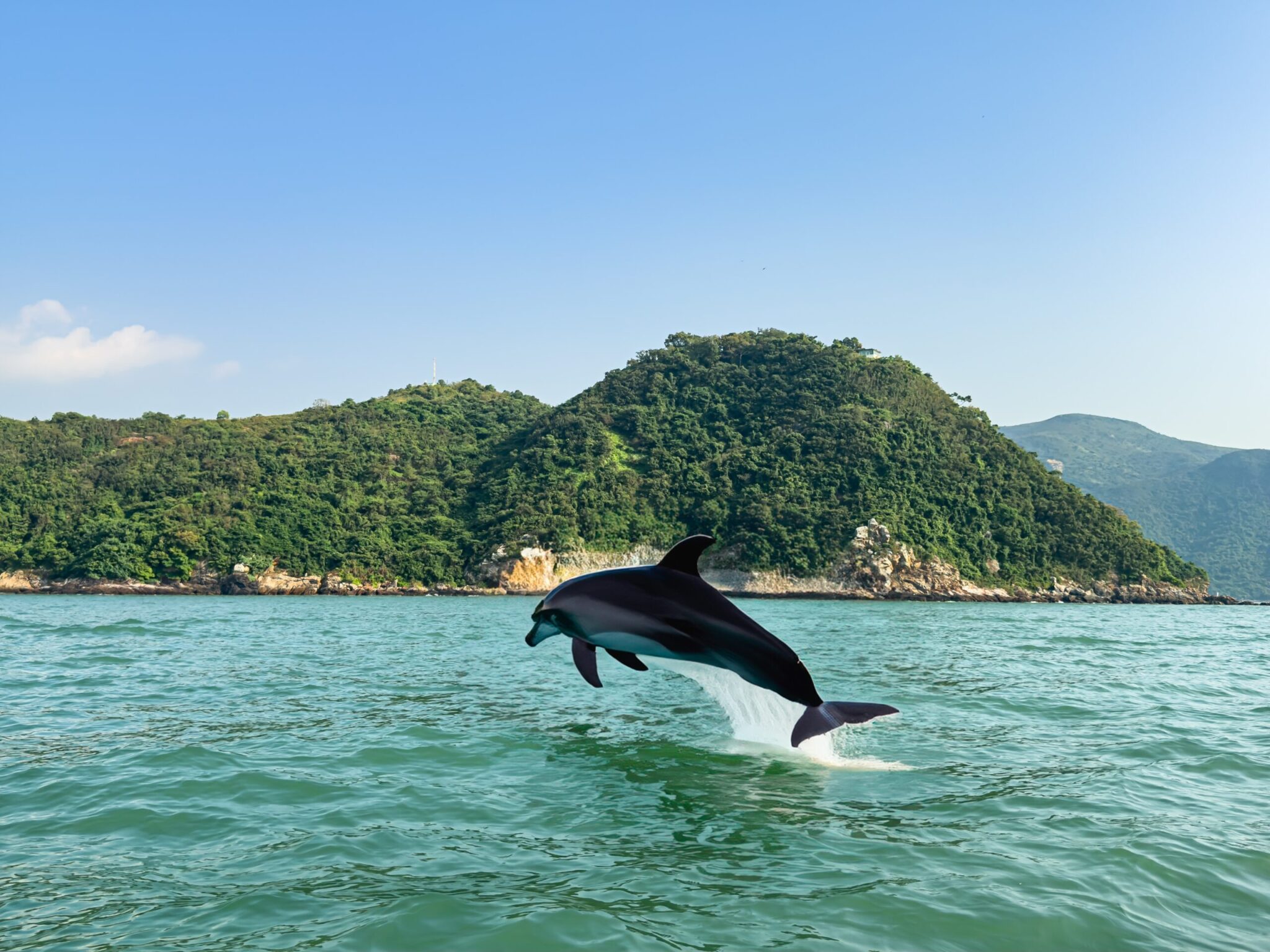 Beautiful,View,Of,The,Dolphin,Near,Tai,O,Fishing,Village.