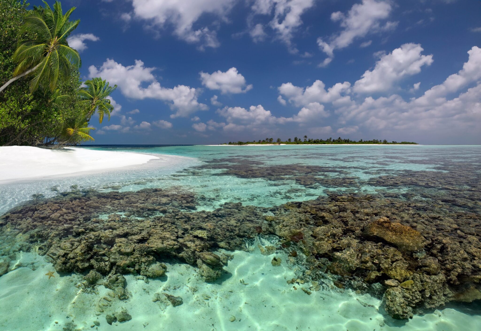 Coral,Reef,In,The,Shallow,Water,Of,South,Ari,Atoll