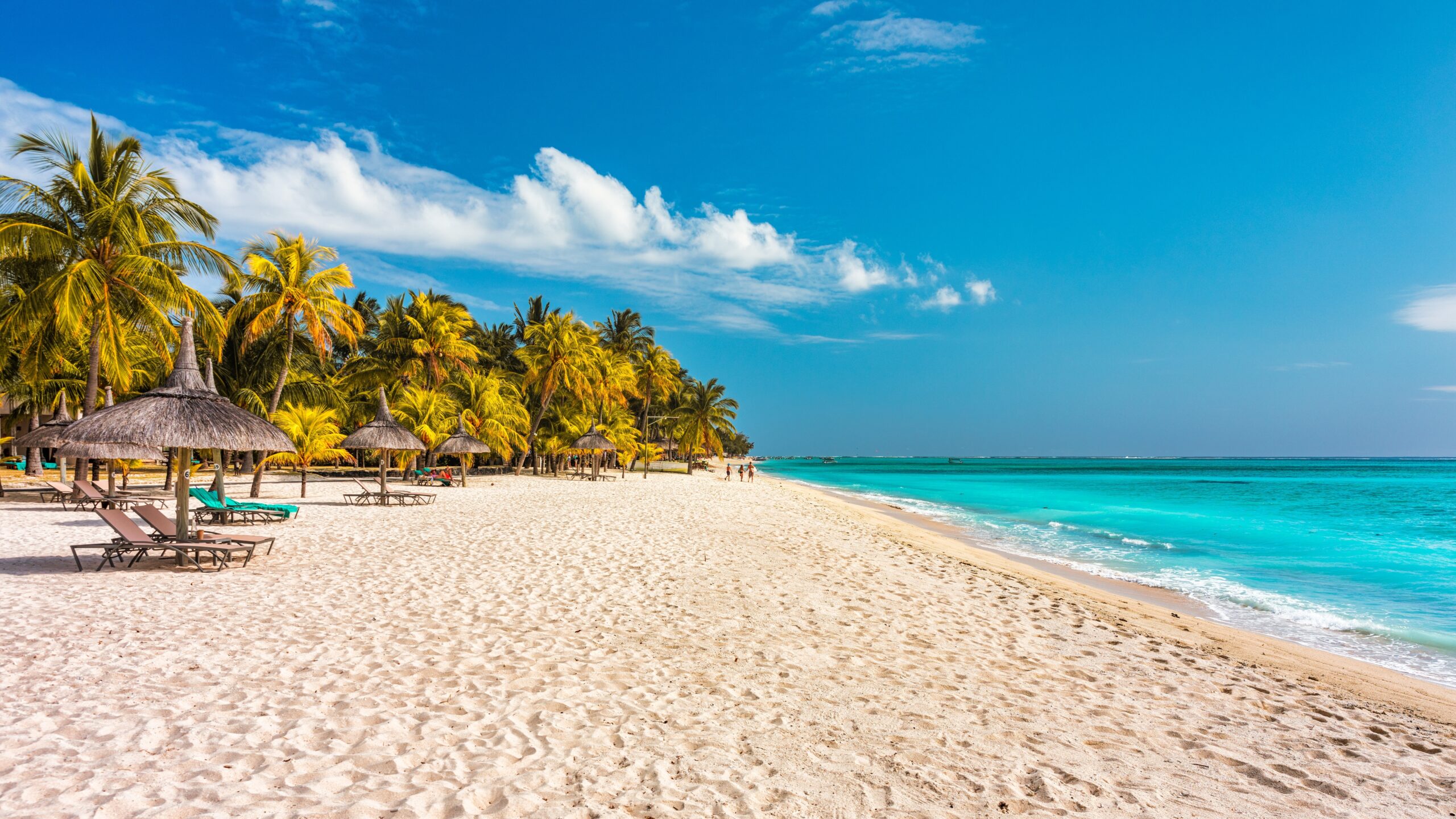 Palm,Trees,On,The,Tropical,Le,Morne,Beach,,Mauritius.,Tropical