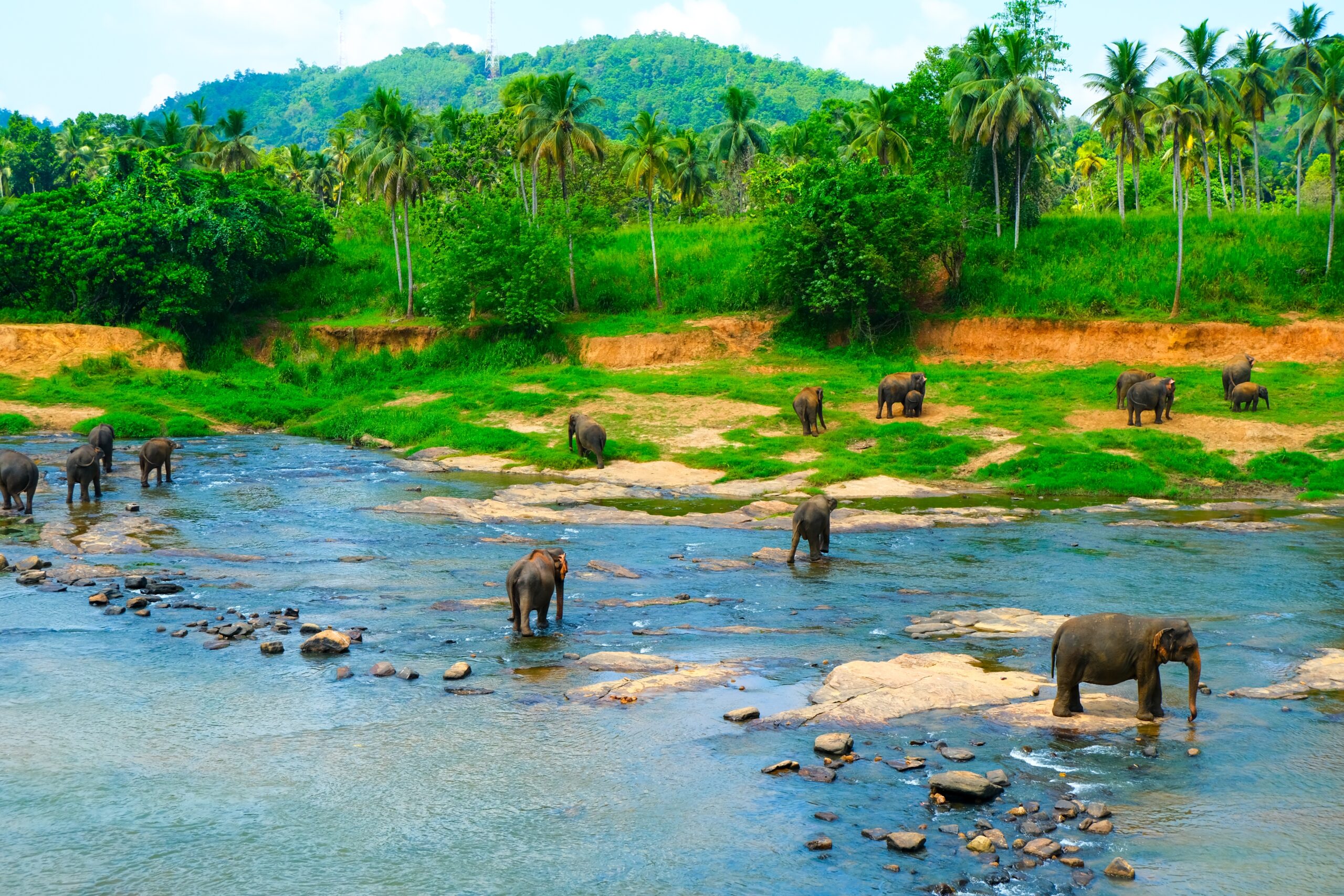 A,Herd,Of,Elephants,Wades,Through,A,Tropical,River,In