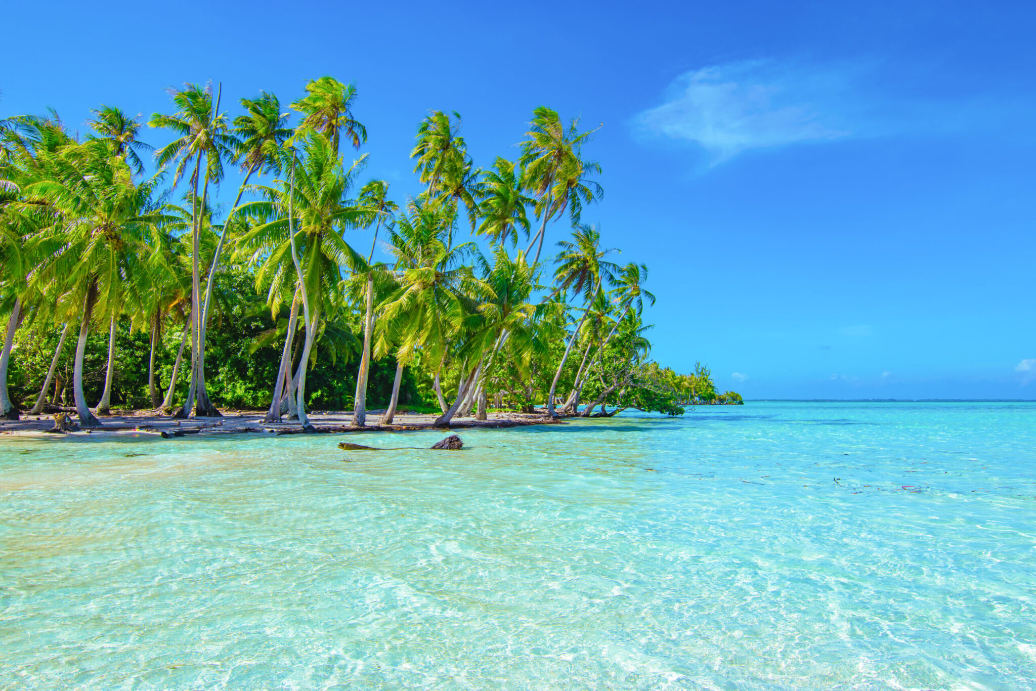 Palm,Trees,On,The,Beach,Of,Tahaa,,Raiatea,,French,Polynesia.