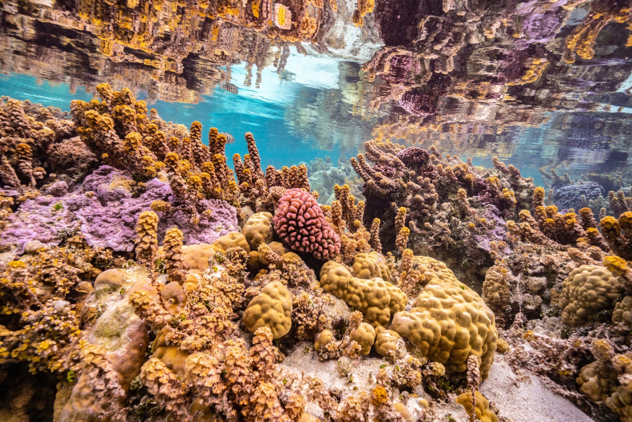 A,Stock,Image,Of,French,Polynesia,,Taha’a.,Underwater,Coral,Scenic.