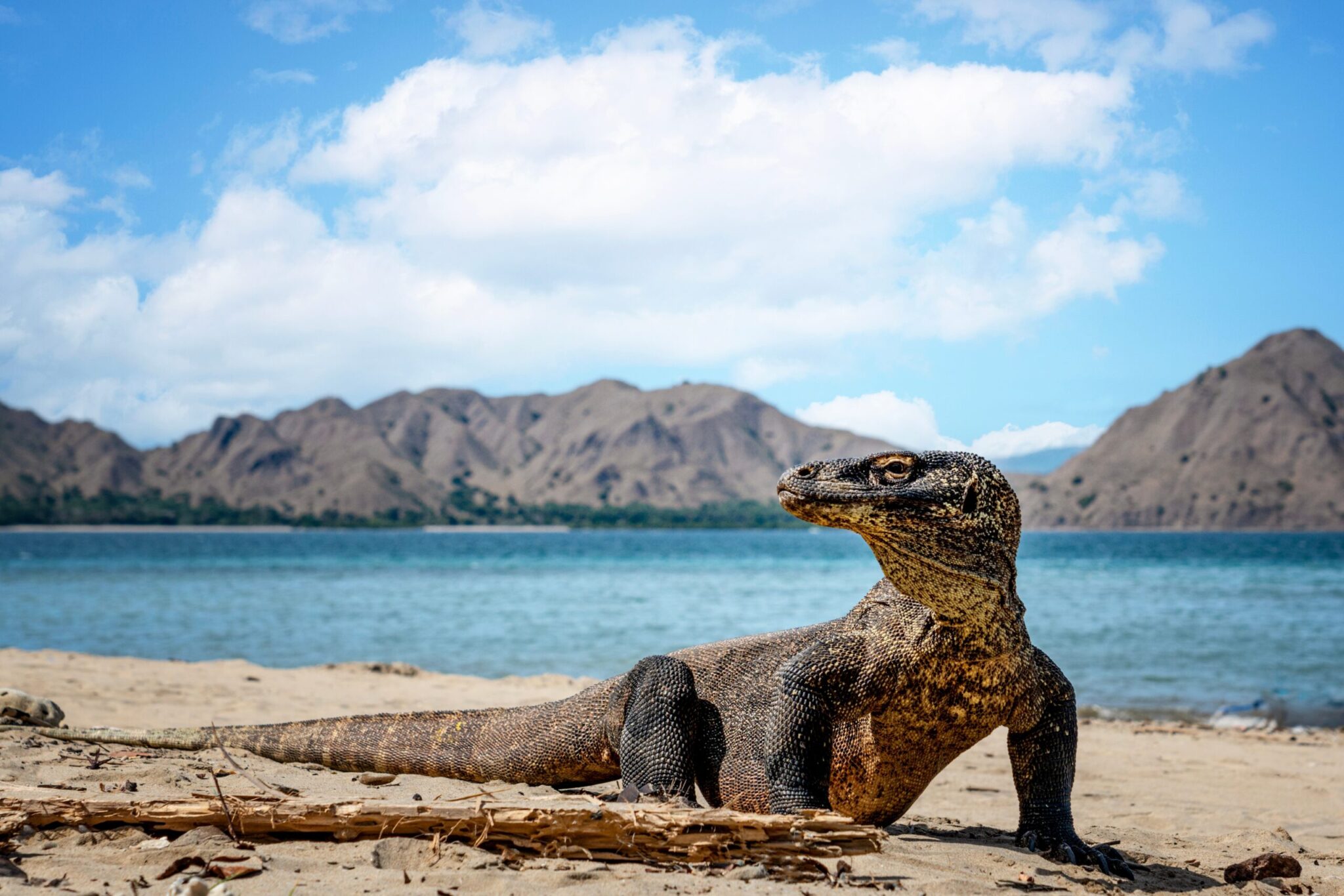 Komodo,Dragon,On,Komodo,Island.,His,Life,In,2023,Is