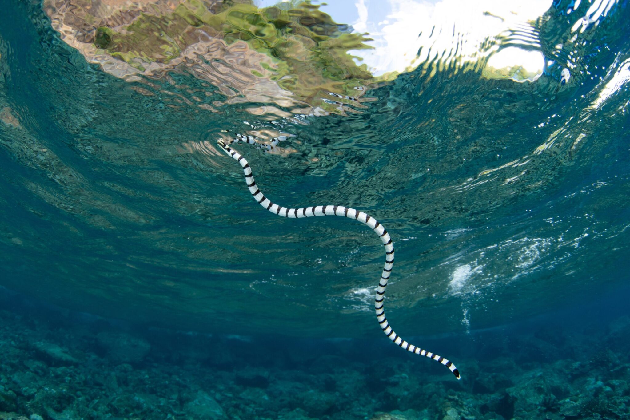 A,Banded,Sea,Krait,,Laticauda,Colubrina,,Swims,Under,The,Surface