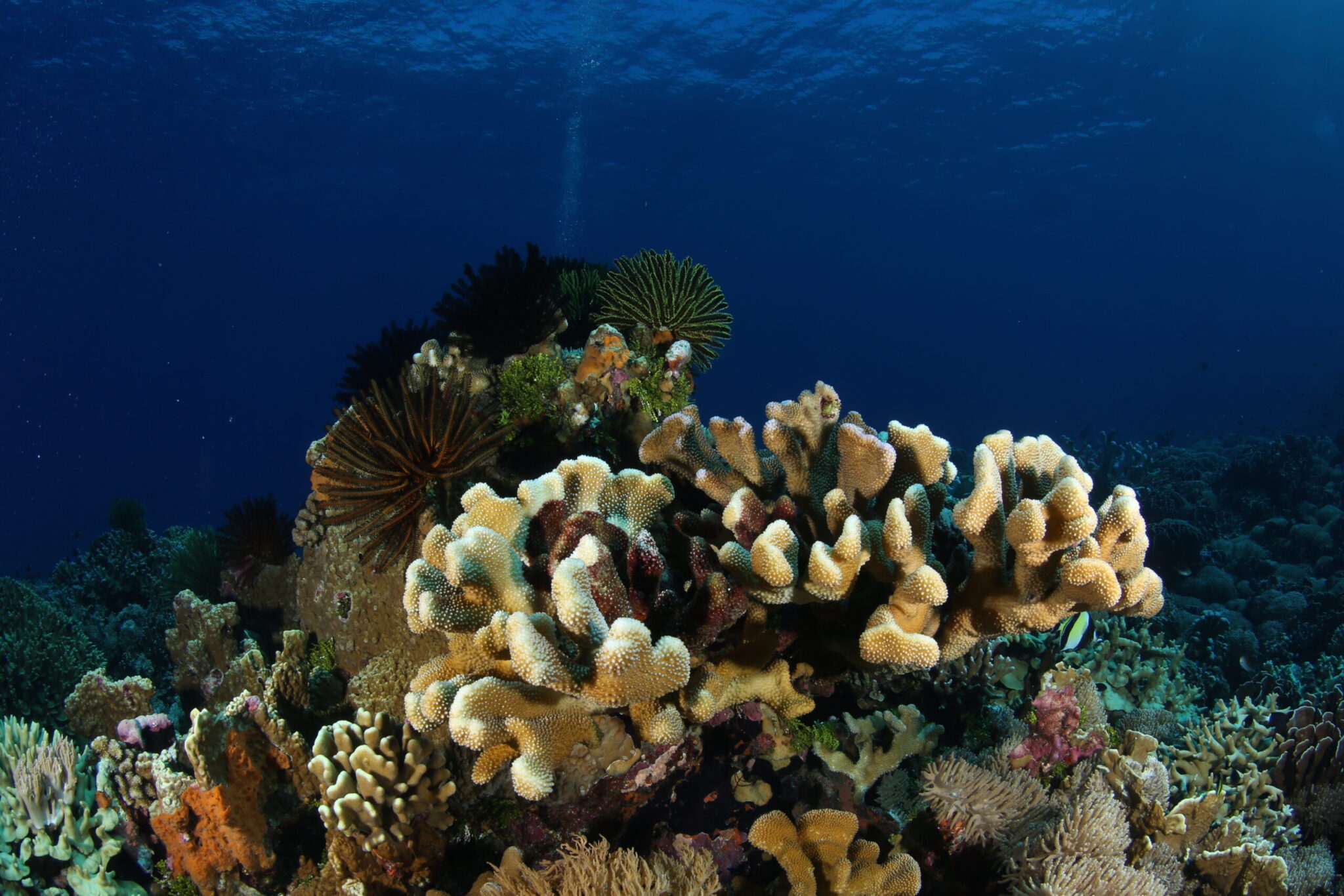 Coral,Life,Diving,Underwater,Papua,New,Guinea,Pacific,Ocean
