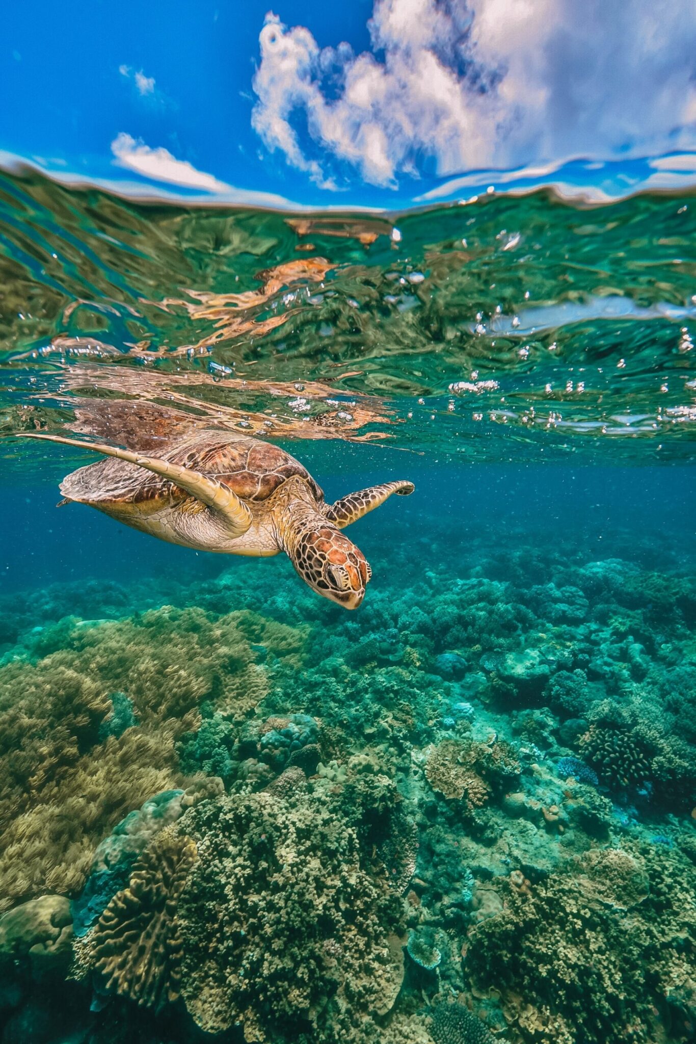Turtle Encounters