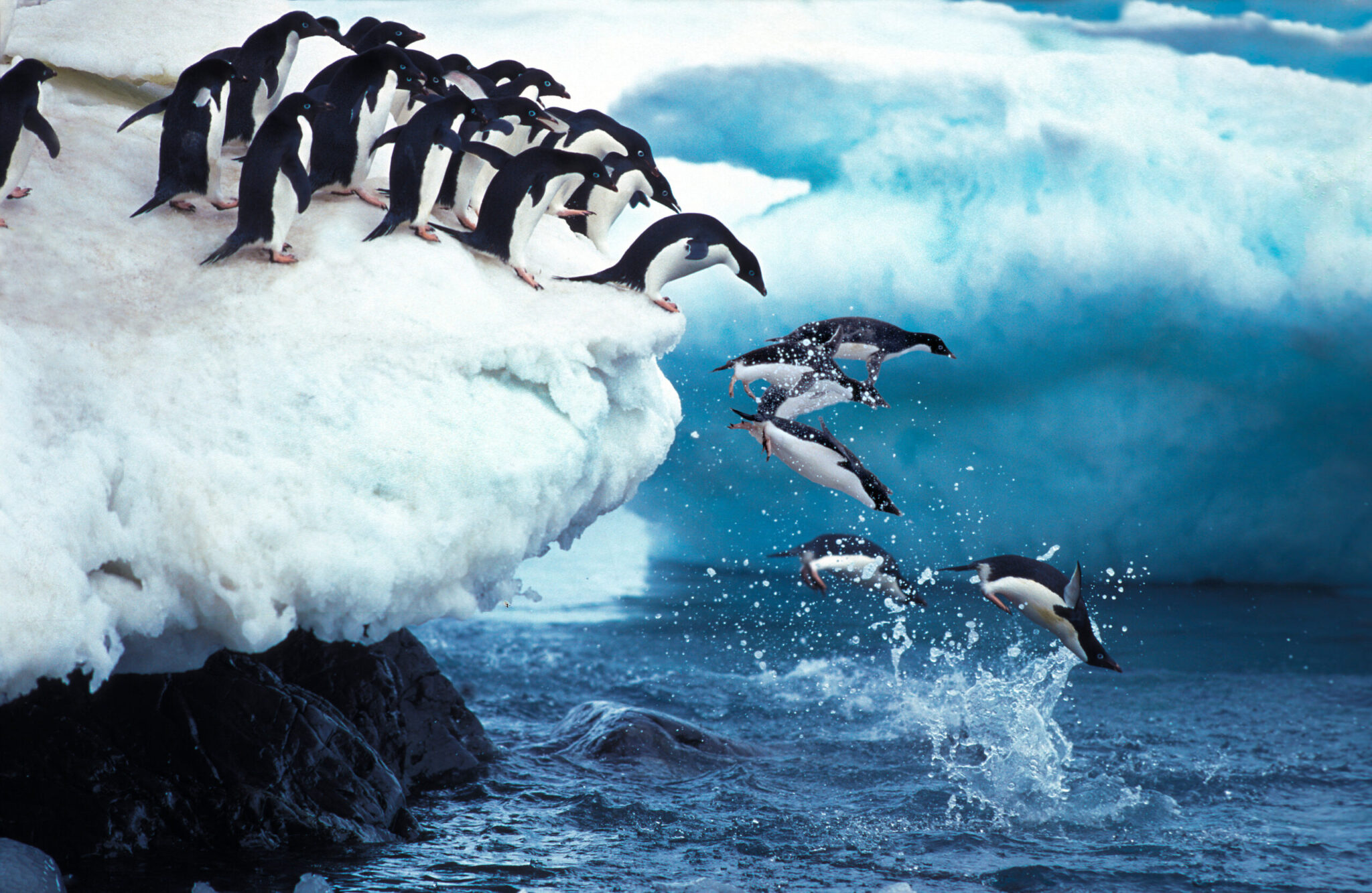 Adelie,Penguin,,Pygoscelis,Adeliae,,Group,Leaping,Into,Ocean,,Paulet,Island