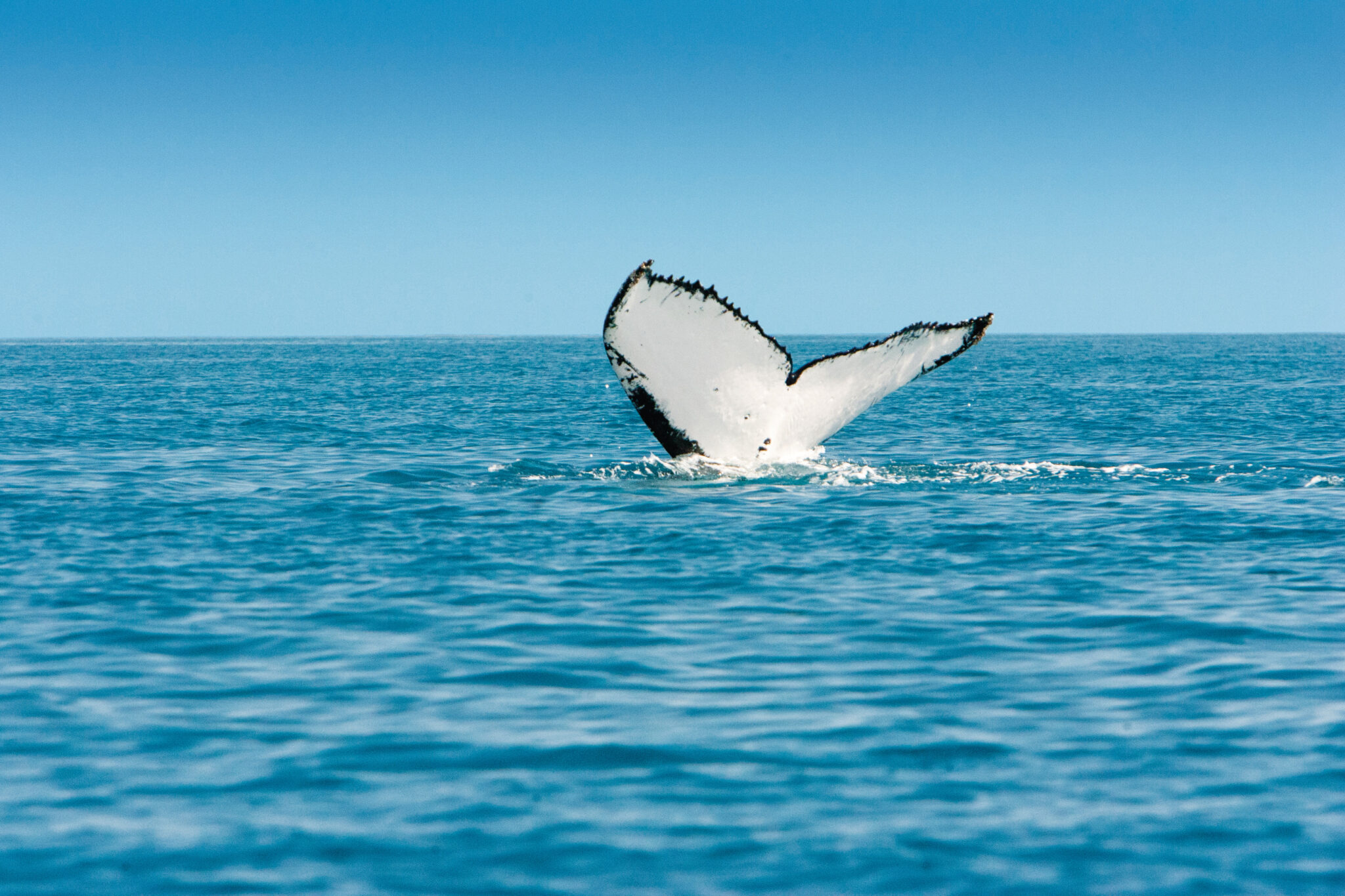 Humpback Whales