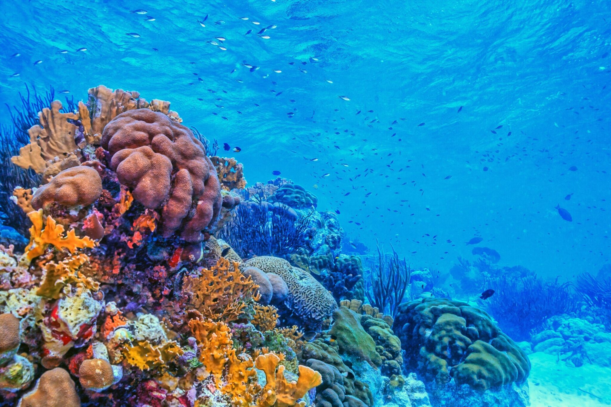 Caribbean,Coral,Reef,In,Shallow,Waters,Off,The,Coast,Of