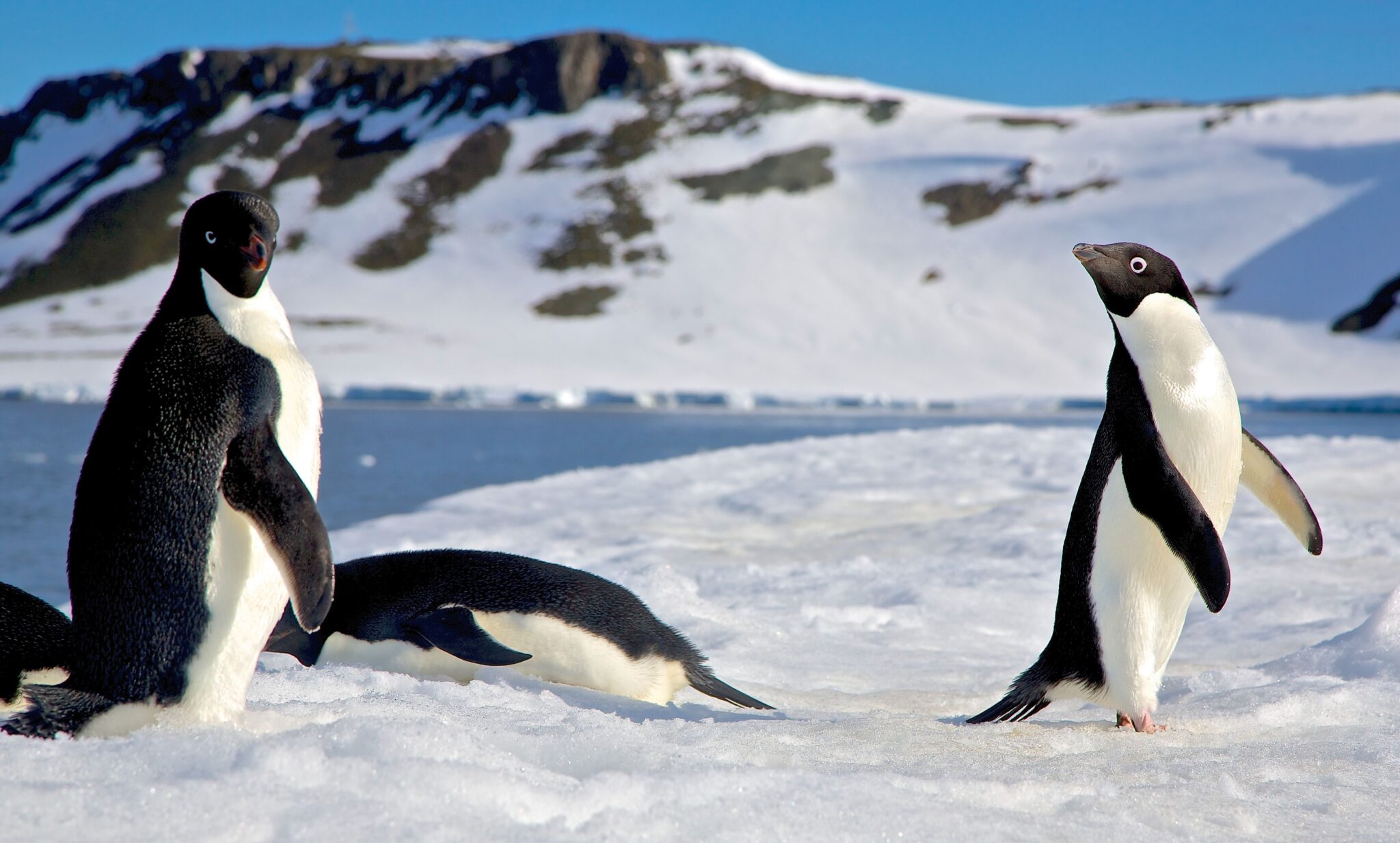 A,Beautiful,Shot,Of,Adelie,Penguins,Chilling,In,The,Sun