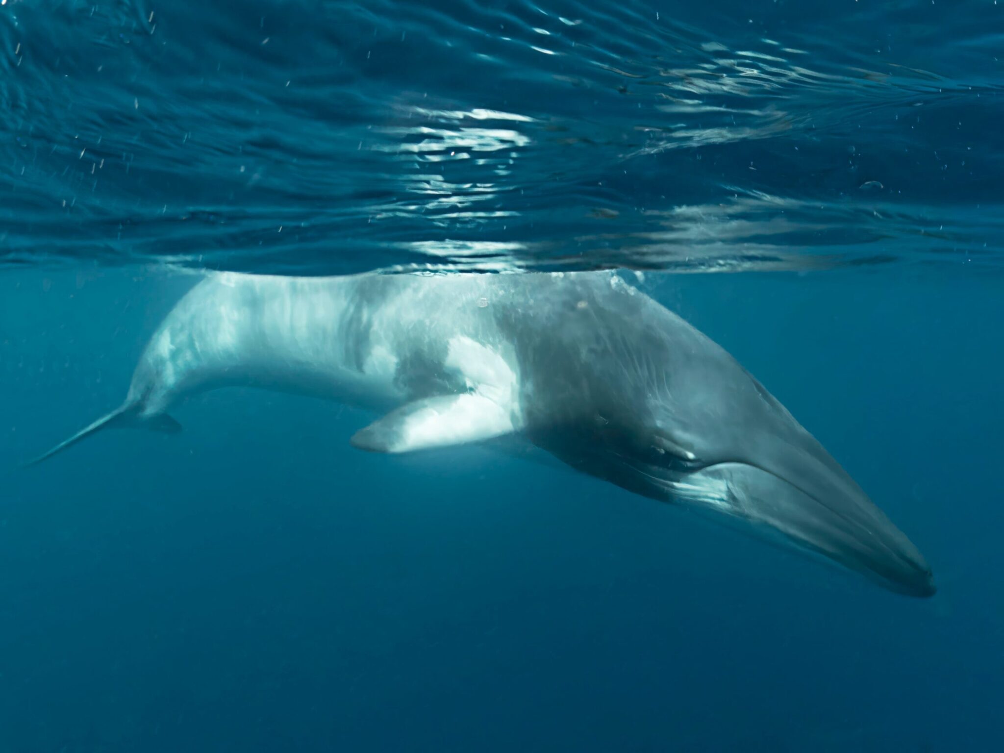 Minke Whales