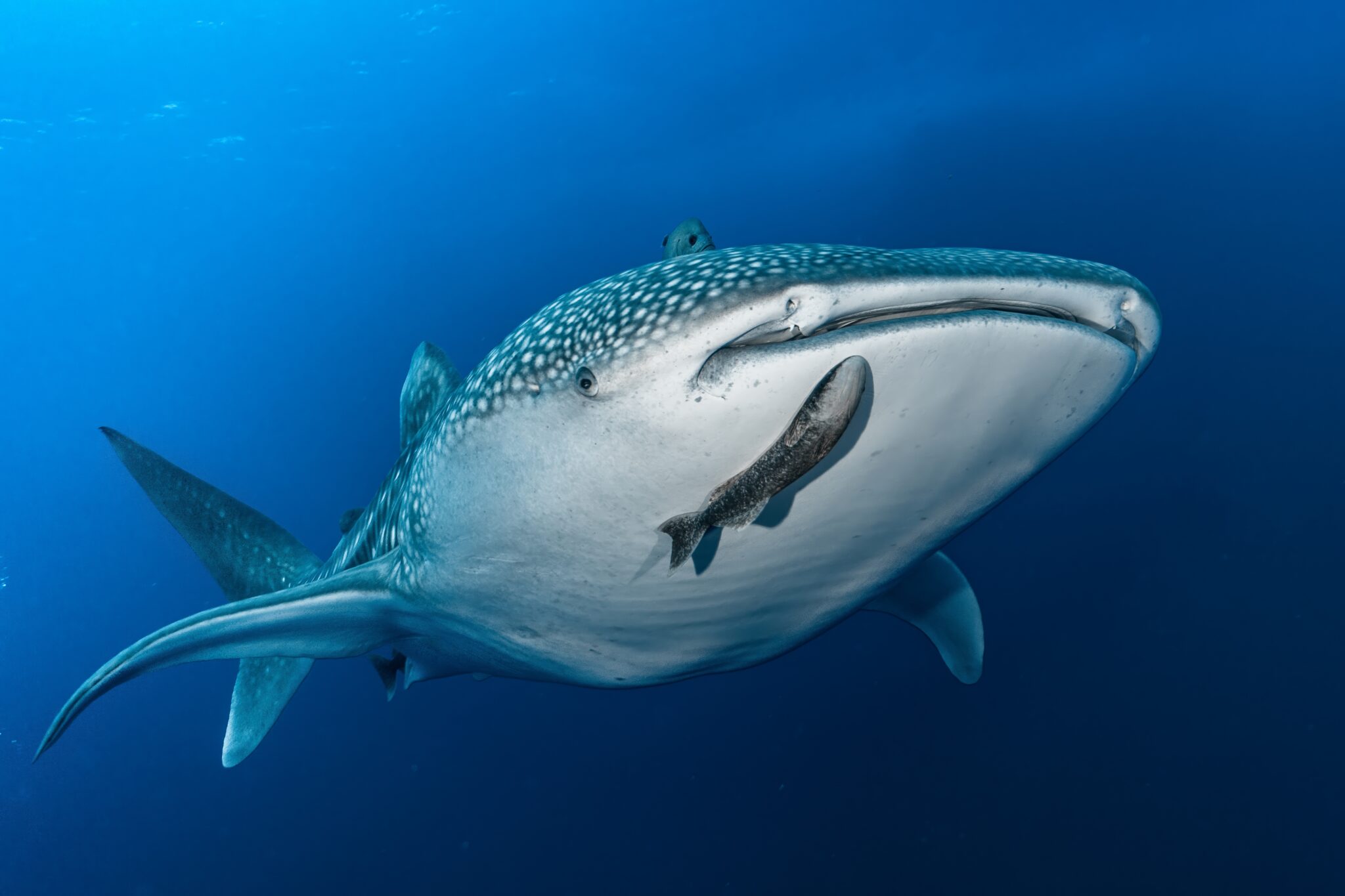 Whale Sharks