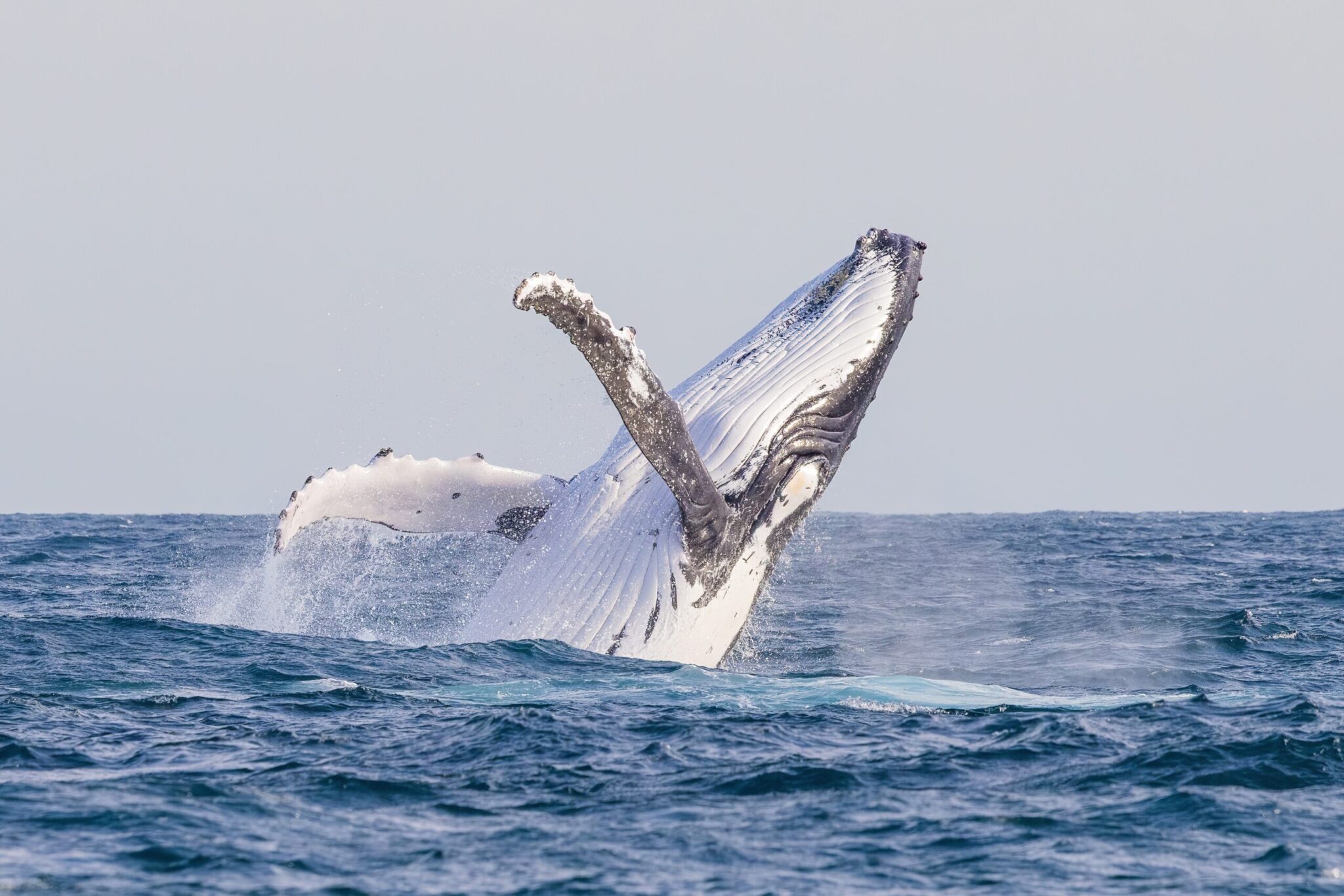 Humpback Whales