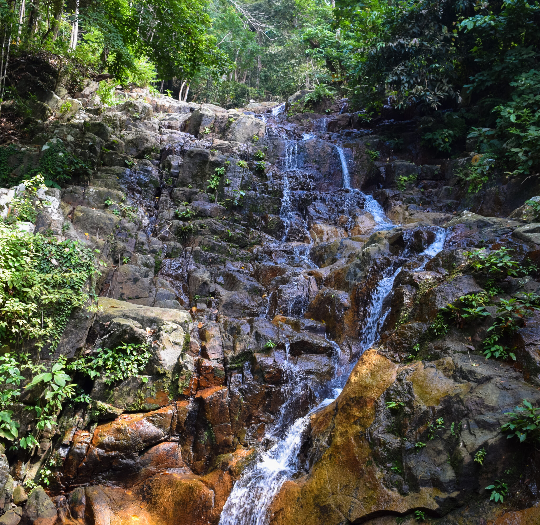 Tioman,Island,Jungle,And,Tropical,Rainforest,Near,Asah,Waterfalls.,Flora