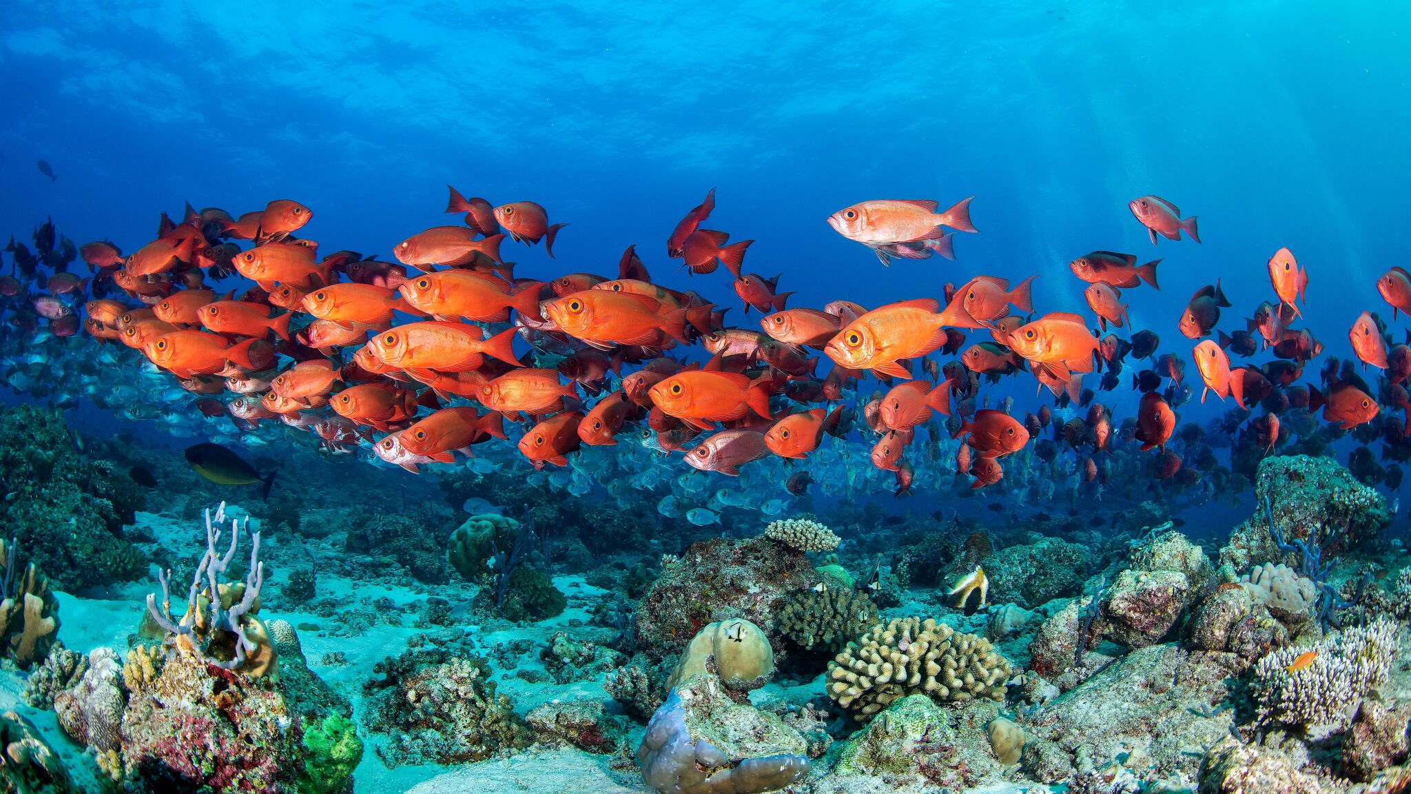 School,Of,Bigeye,Snappers,In,Maldives