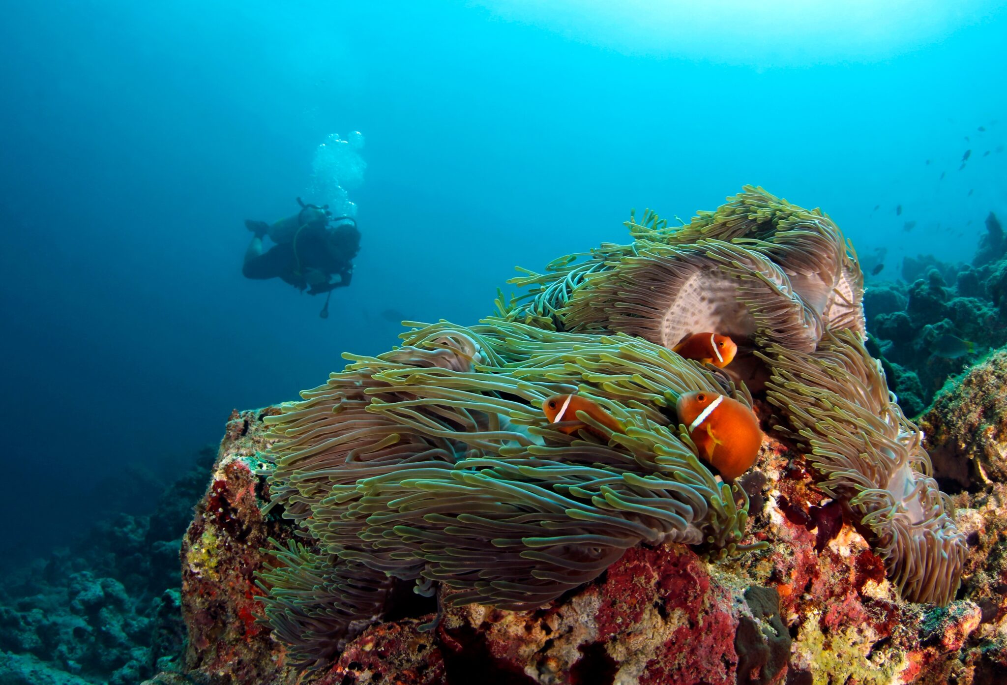 Anemone,With,Maldives,Anemonefish,(amphiprion,Nigripes),,With,Scuba,Diver,In