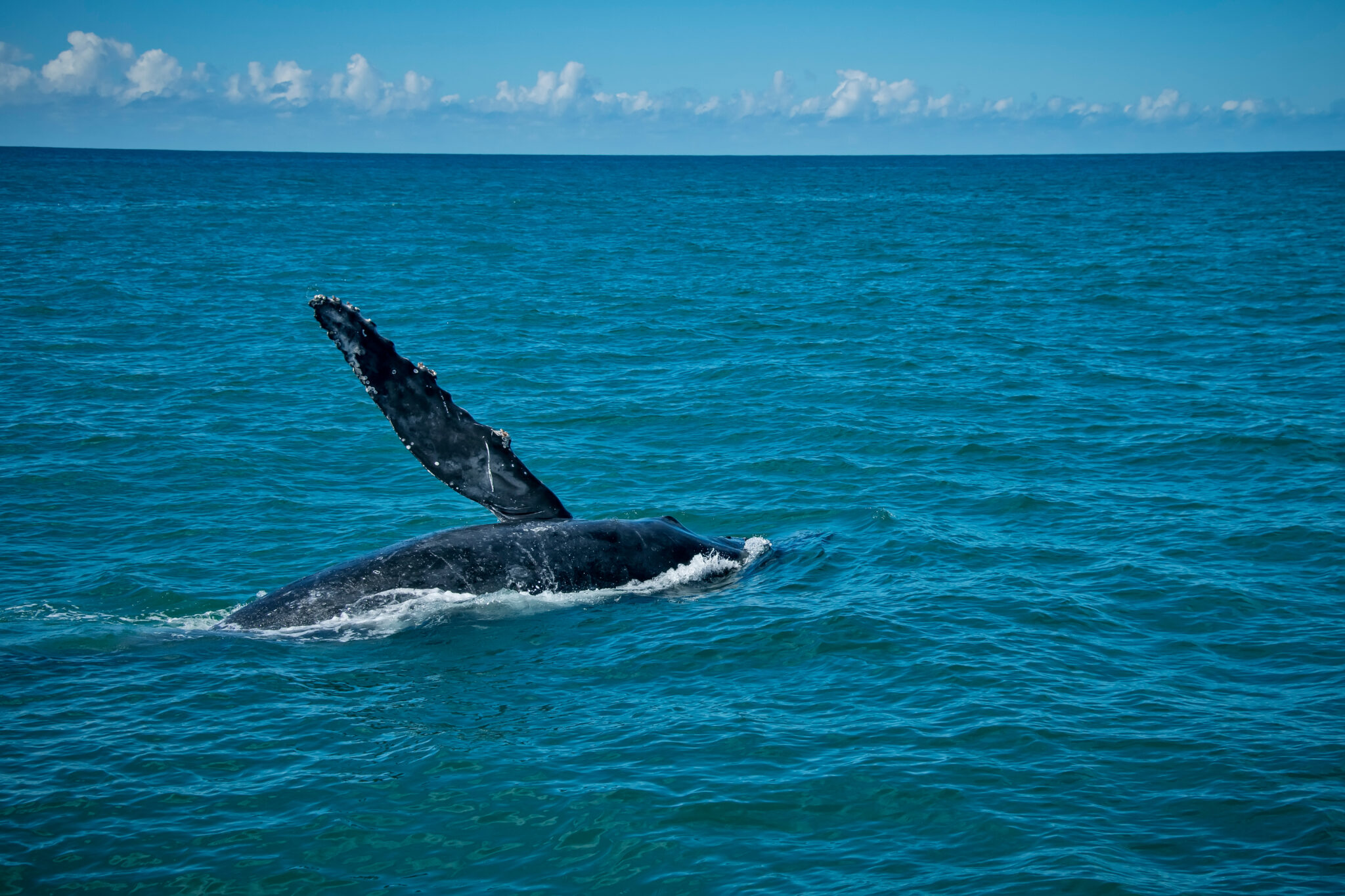 Humpback,Whale,Photographed,In,Burarama,,A,District,Of,The,Cachoeiro