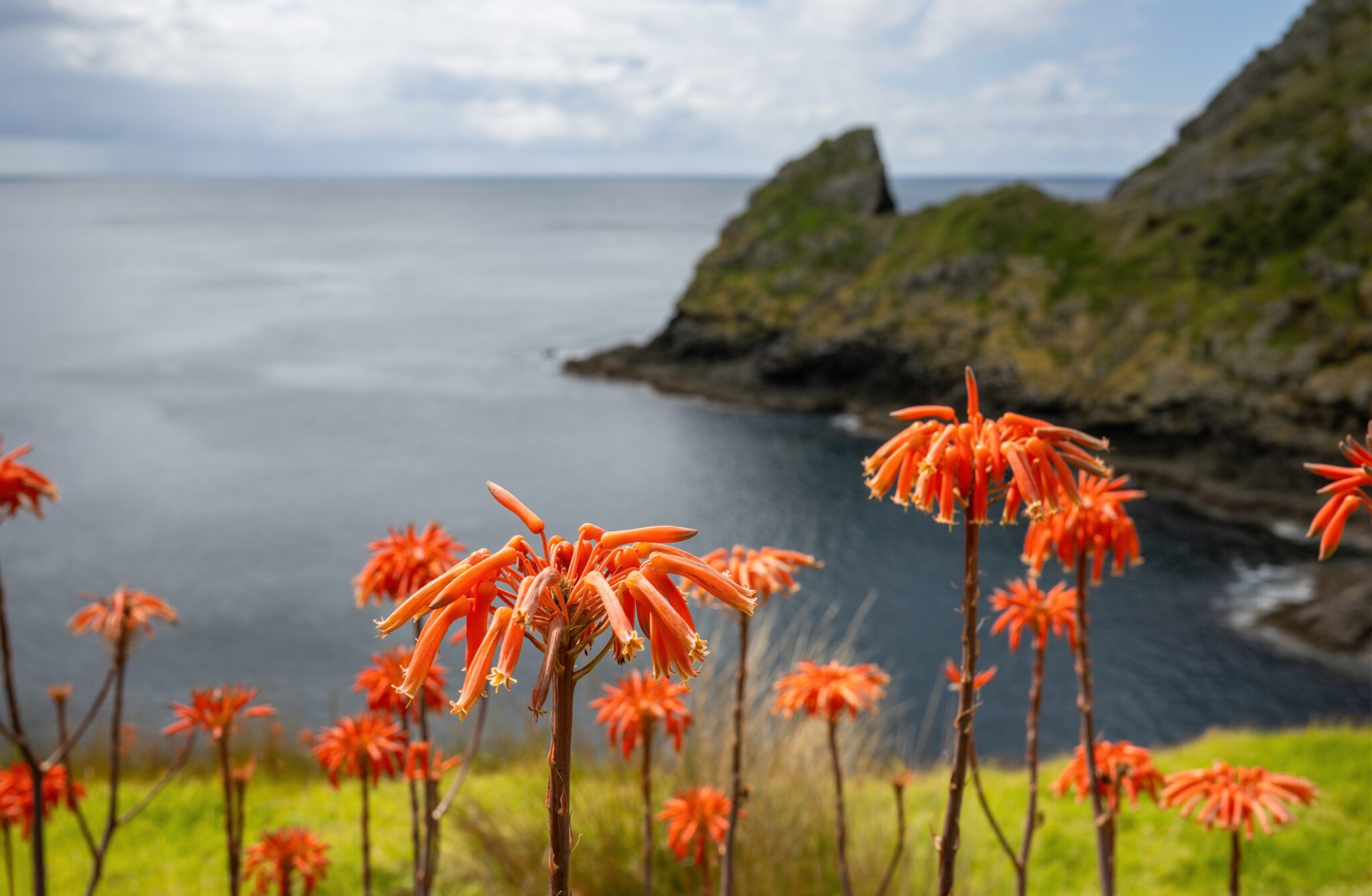 Aloe,Saponaria,Flowers,At,Cape,Brett,Walkway.,Bay,Of,Islands.