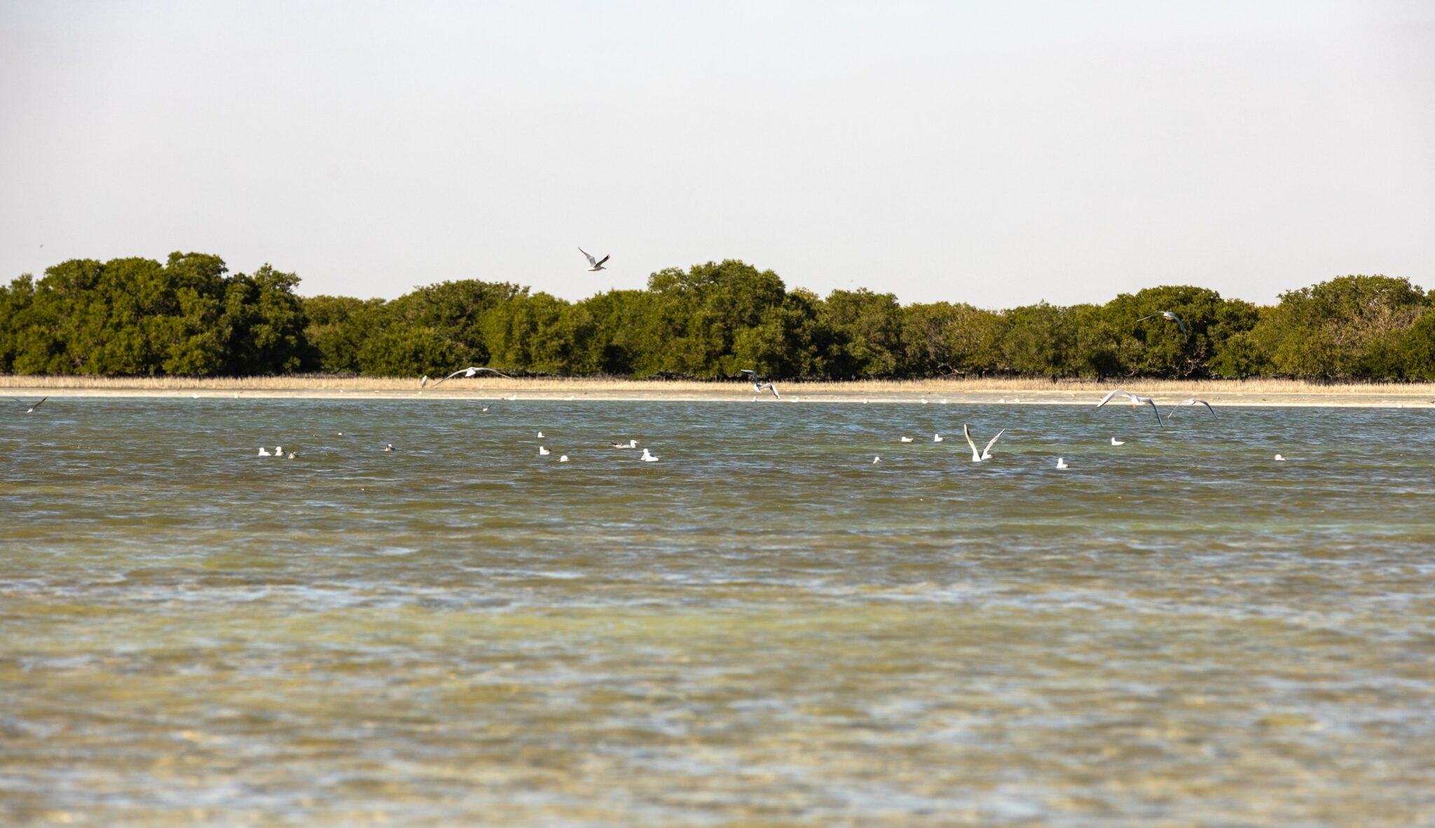 The,Green,Mangrove,Forests,In,The,Al,Thakhira,Off,The