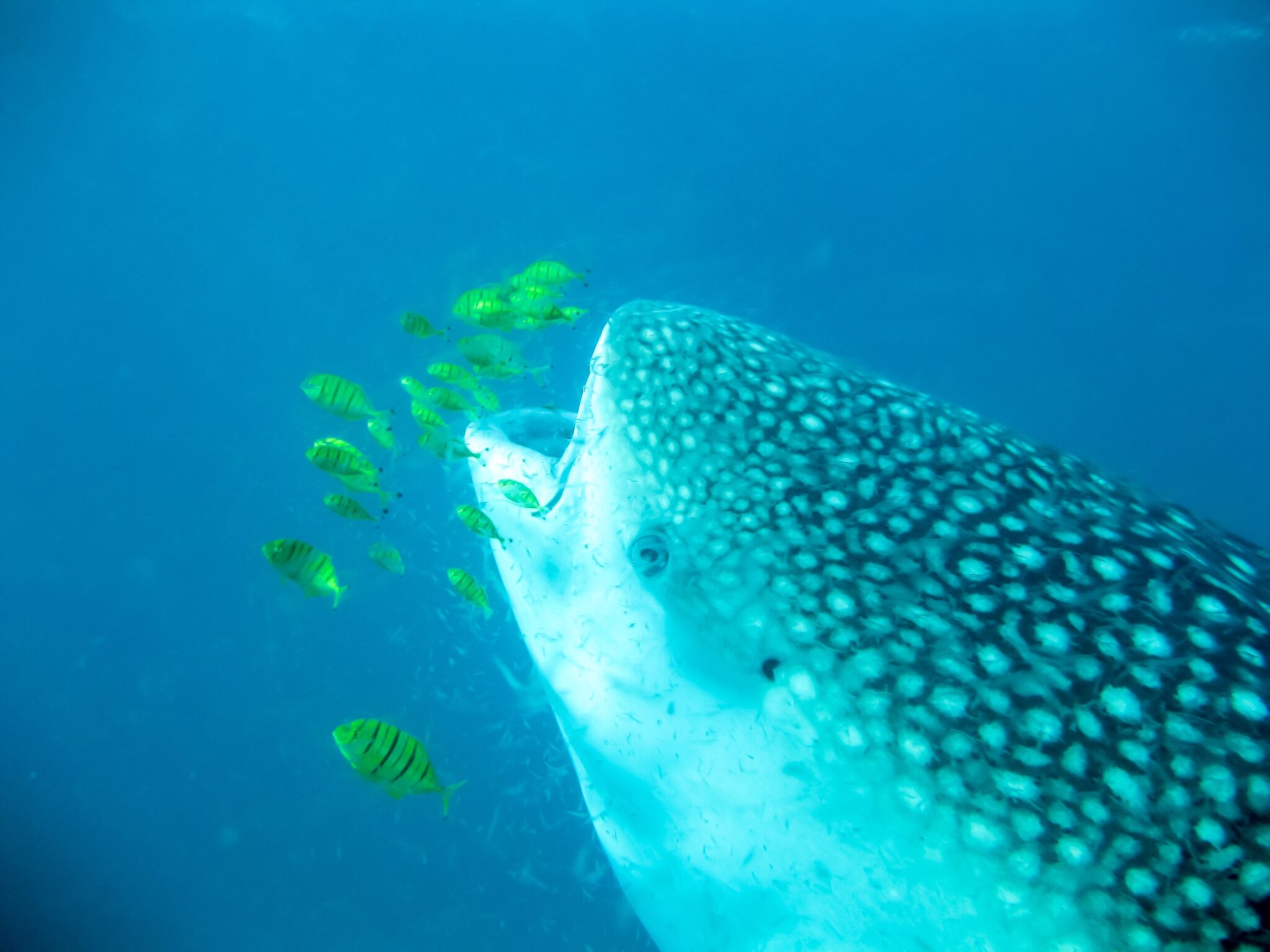 Whale,Shark,In,Mafia,Island,Sea,,Tanzania