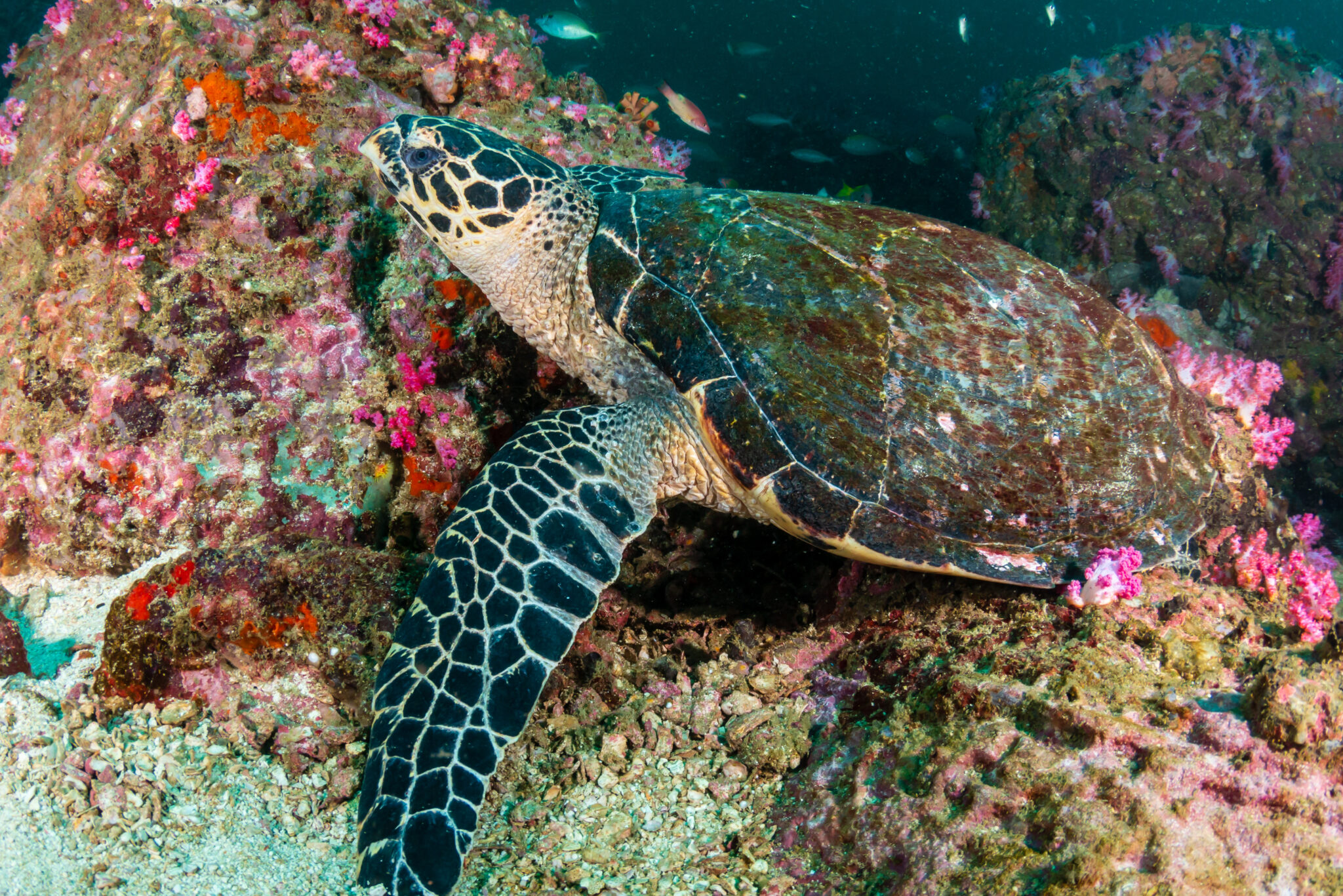 A,Hawksbill,Sea,Turtle,On,A,Dark,,Murky,Tropical,Coral