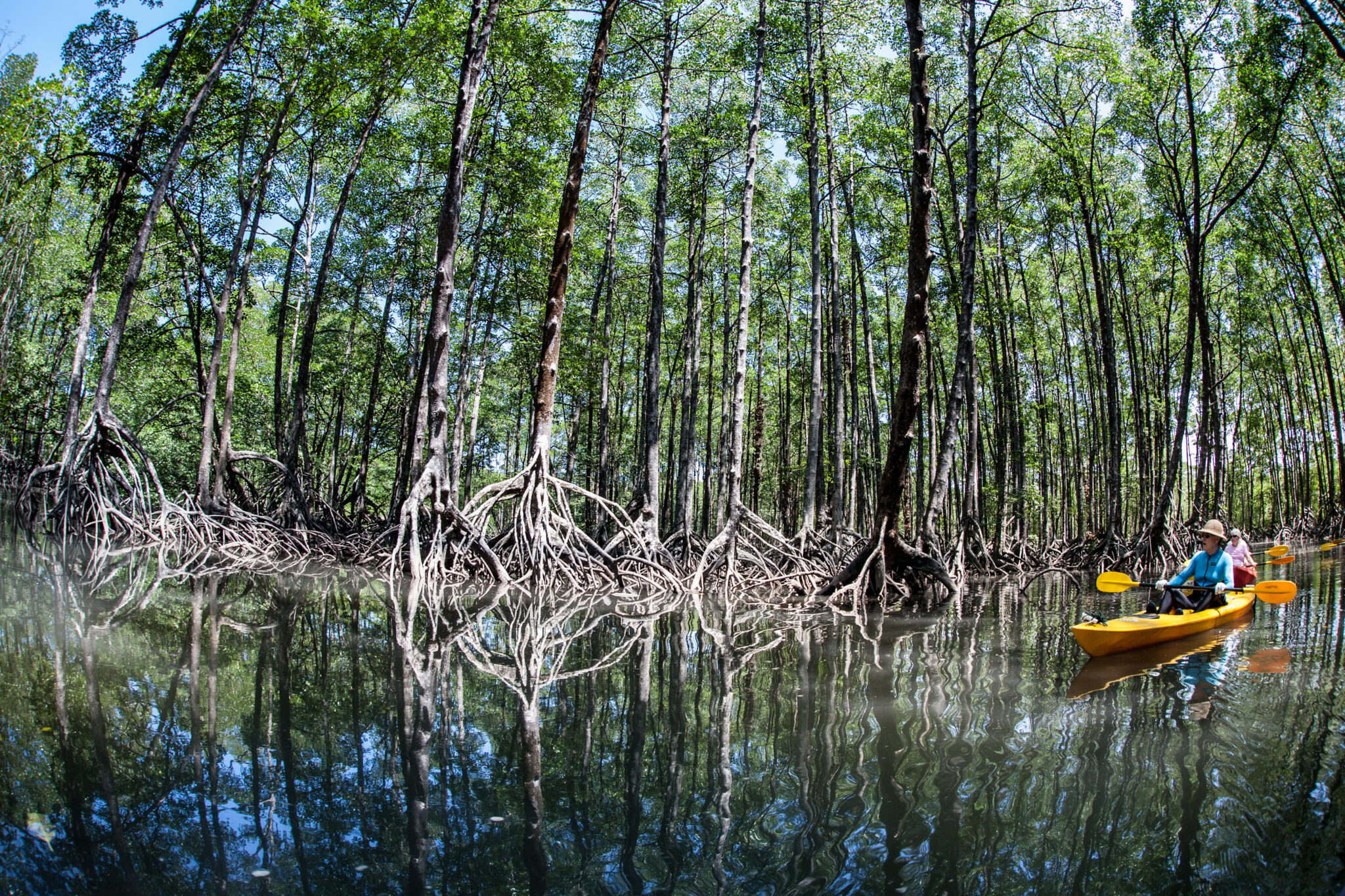 A,Pristine,Mangrove,Forest,Grows,In,The,Mergui,Archipelago,,Myanmar.