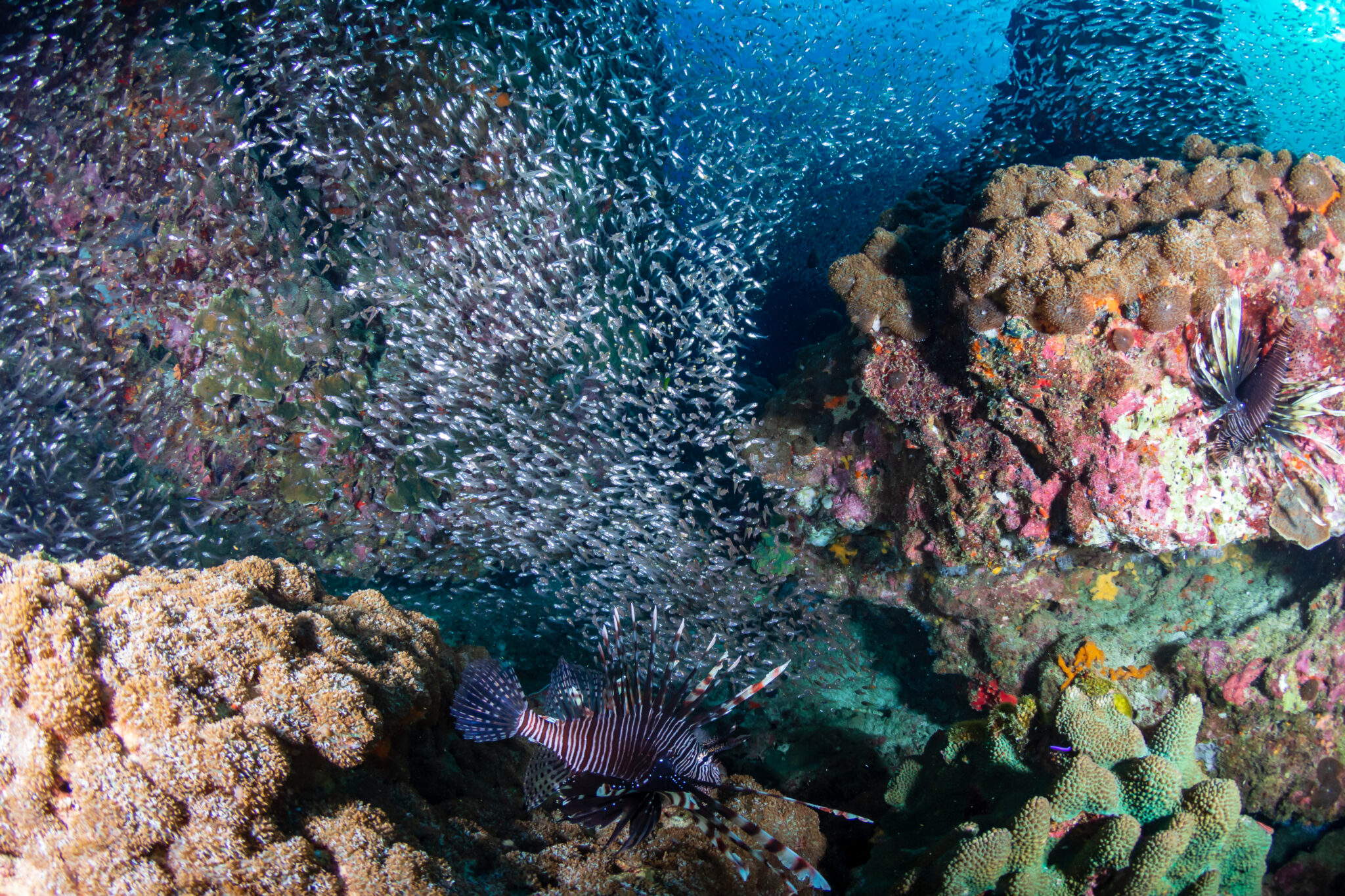 Lionfish,And,Glassfish,On,A,Tropical,Coral,Reef,In,Burma
