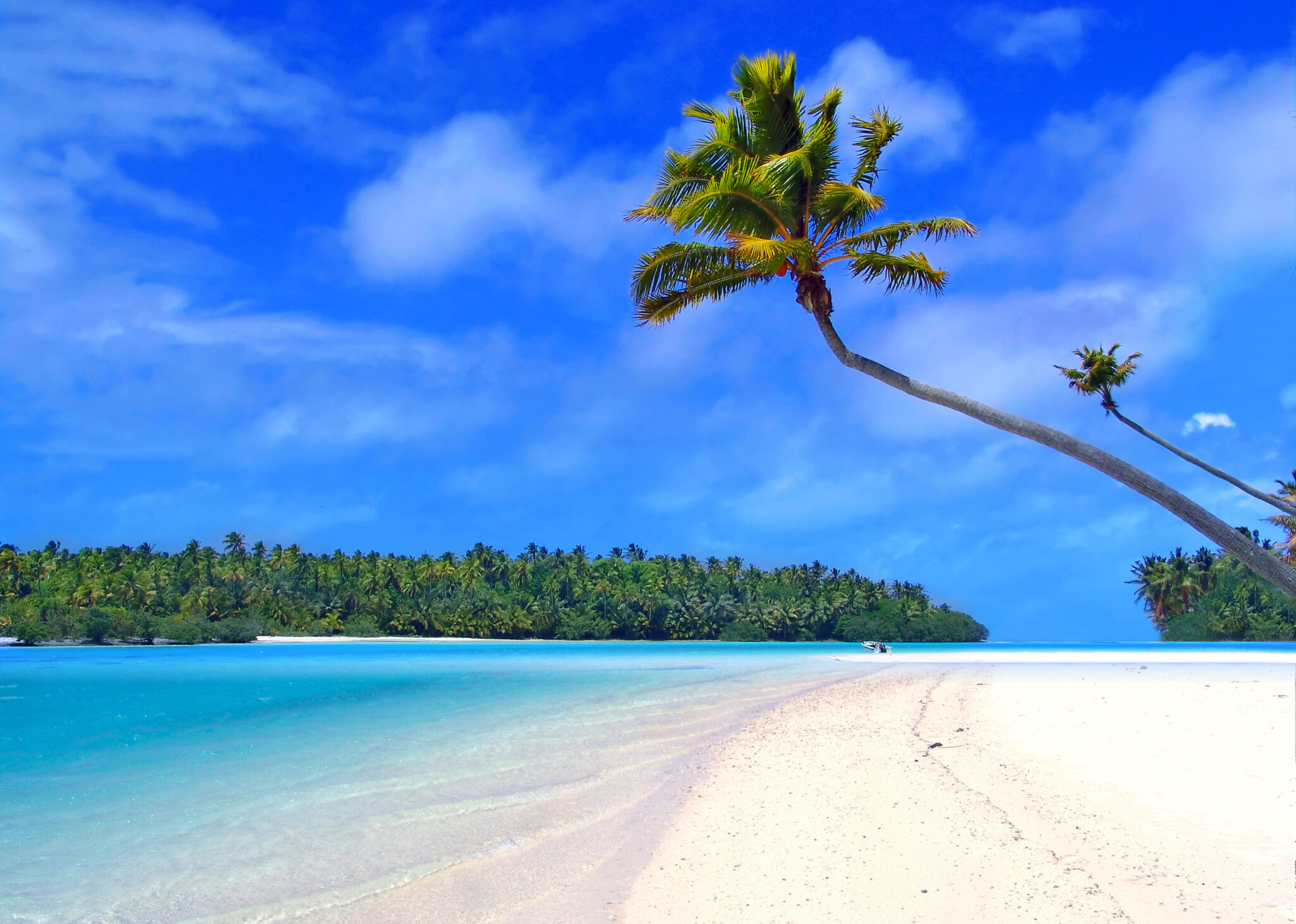 Palm,Tree,On,One,Foot,Island