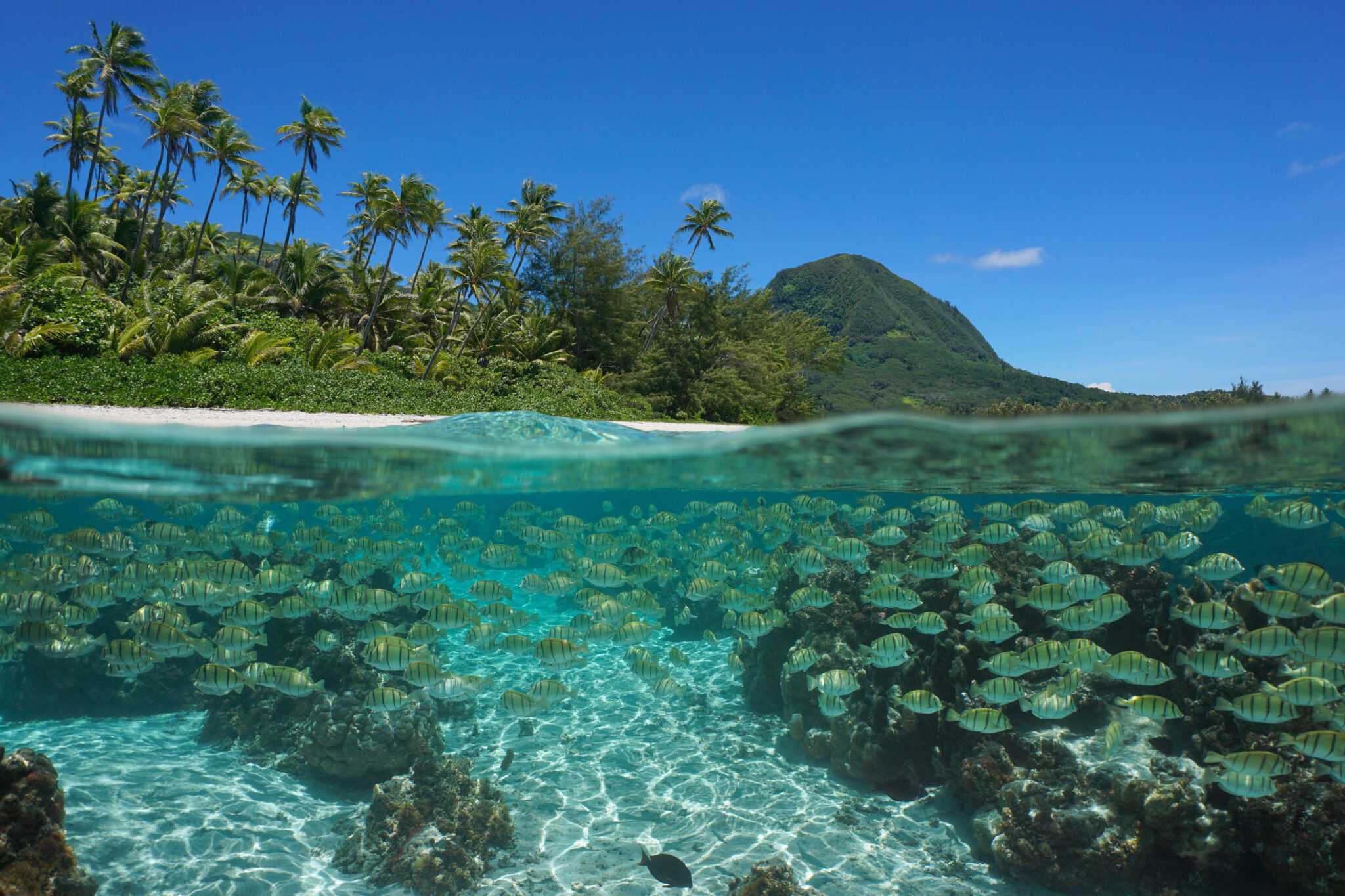 South,Pacific,Island,,Shoal,Of,Fish,Underwater,In,The,Ocean