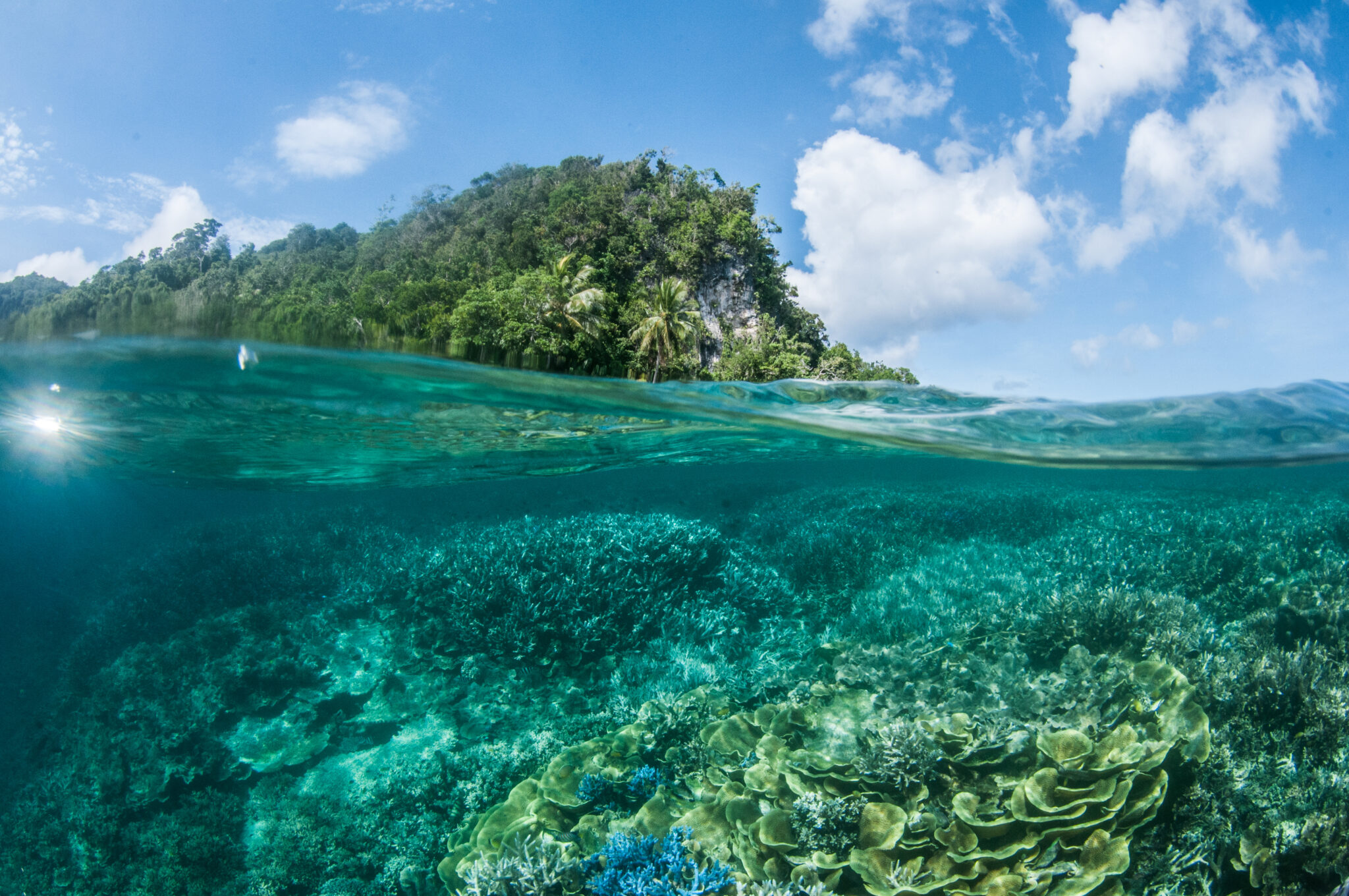Over-under,Shot,Showing,Coral,Reef,And,Tropical,Forest,In,Milne