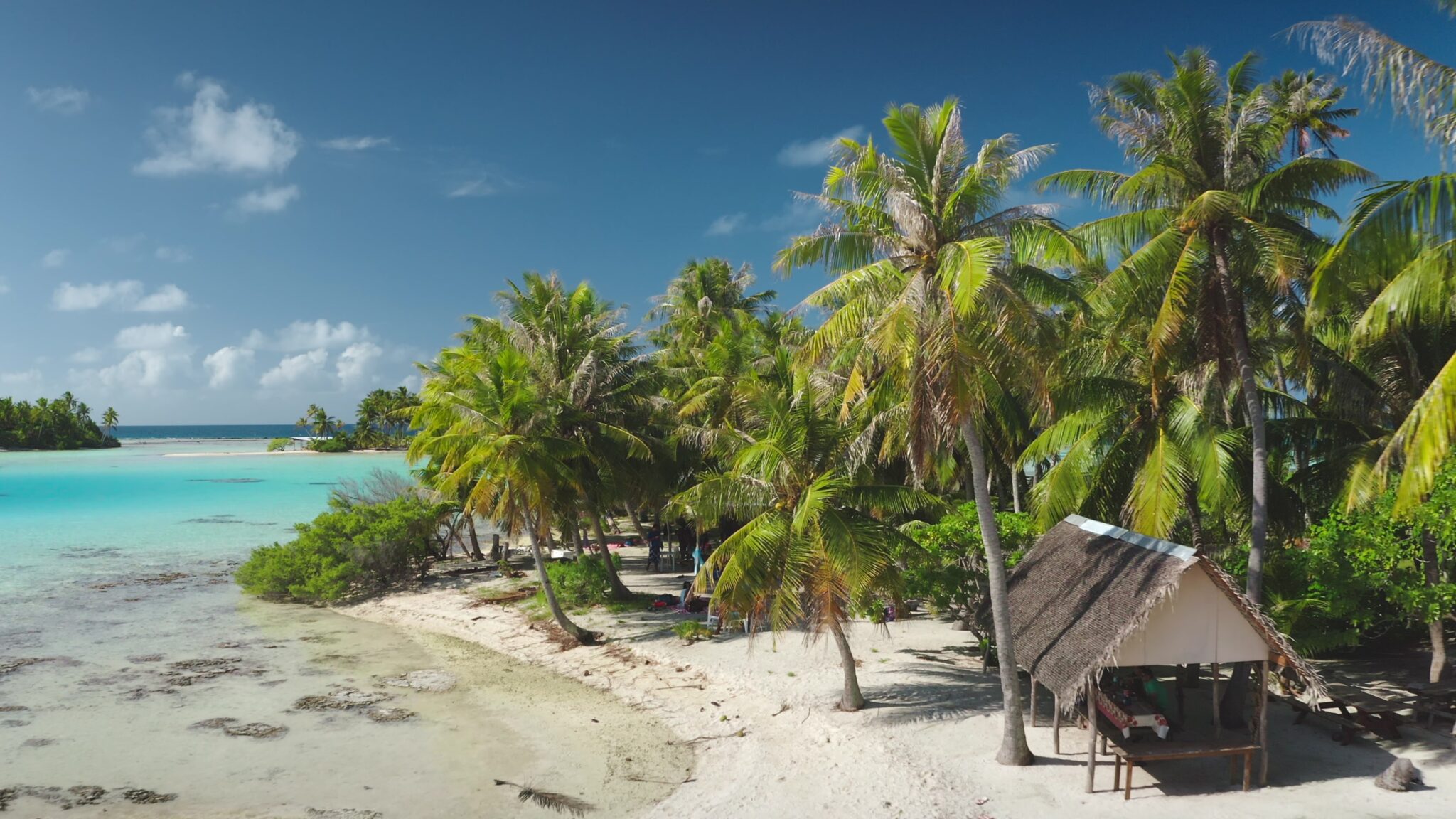 French,Polynesia,,Rangiroa,Island:,Lush,Green,Palm,Trees,Line,The