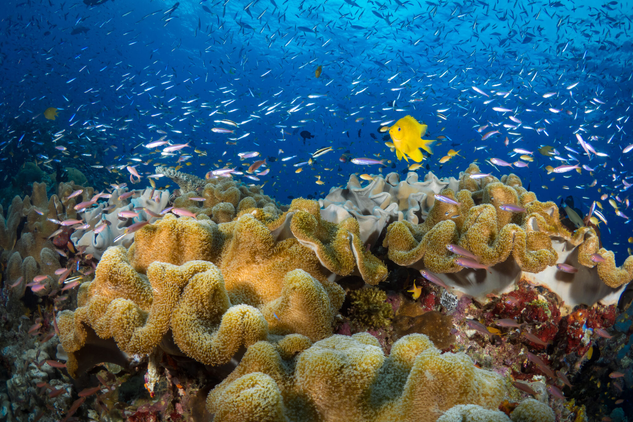 A,Variety,Of,Schooling,Fish,Swimming,Above,Pristine,Coral,Reef