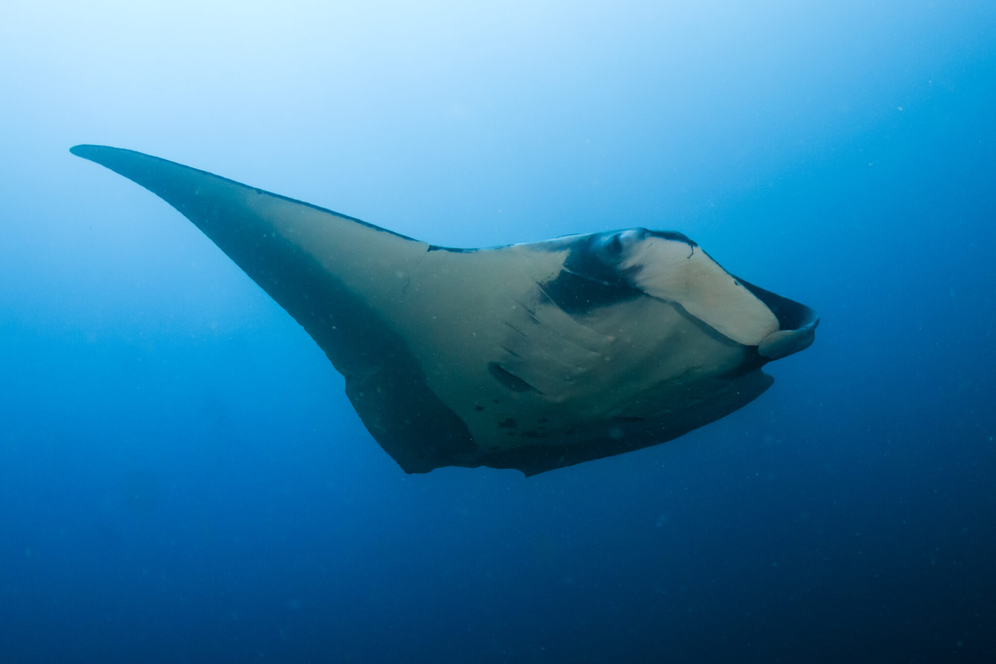 Huge,,Beautiful,Oceanic,Manta,Ray,In,A,Tropical,Blue,Ocean
