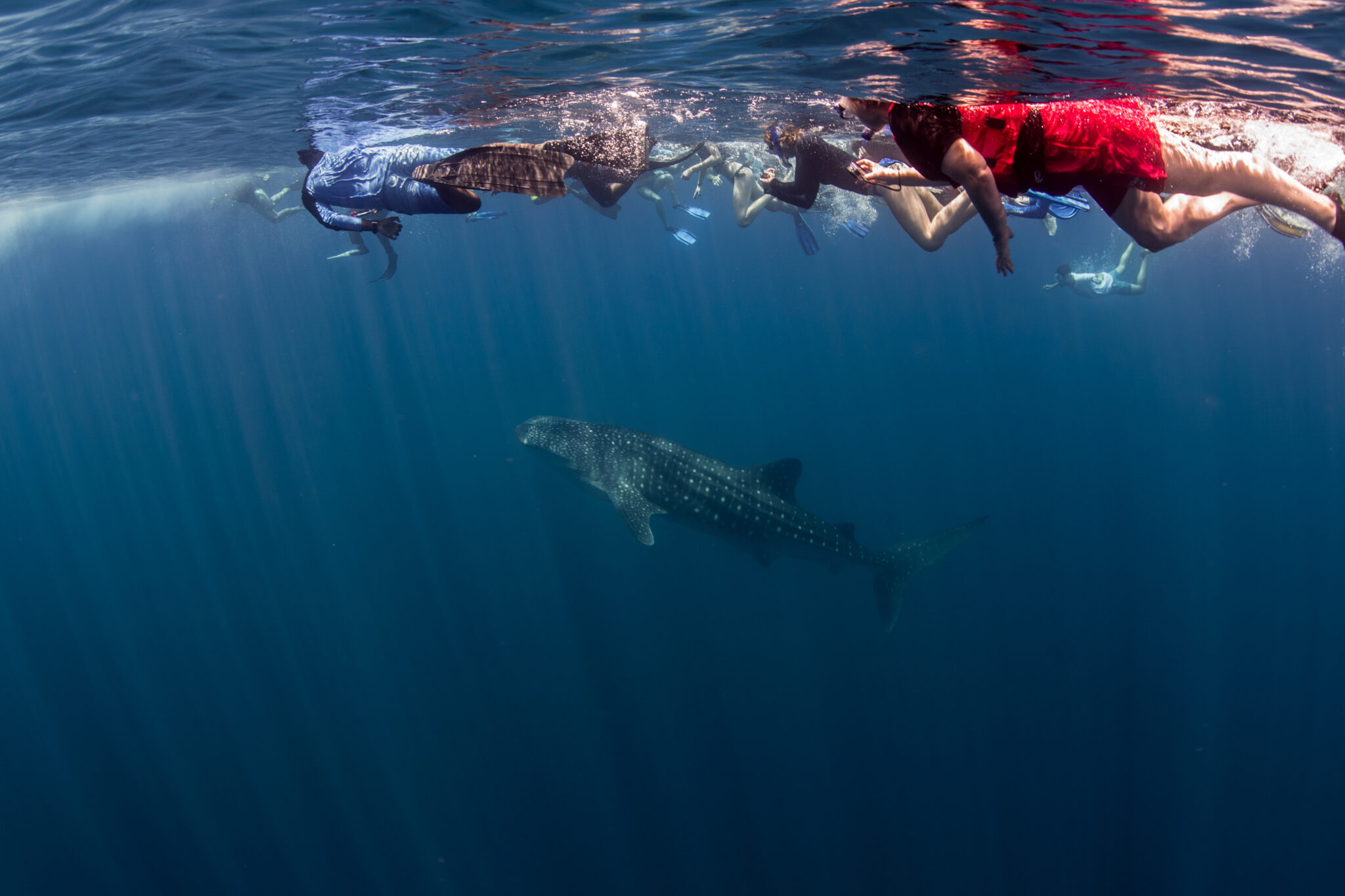 Ari,Atoll,,Maldives,,March.,2018:,Whale,Sharks,And,Manta,Rays