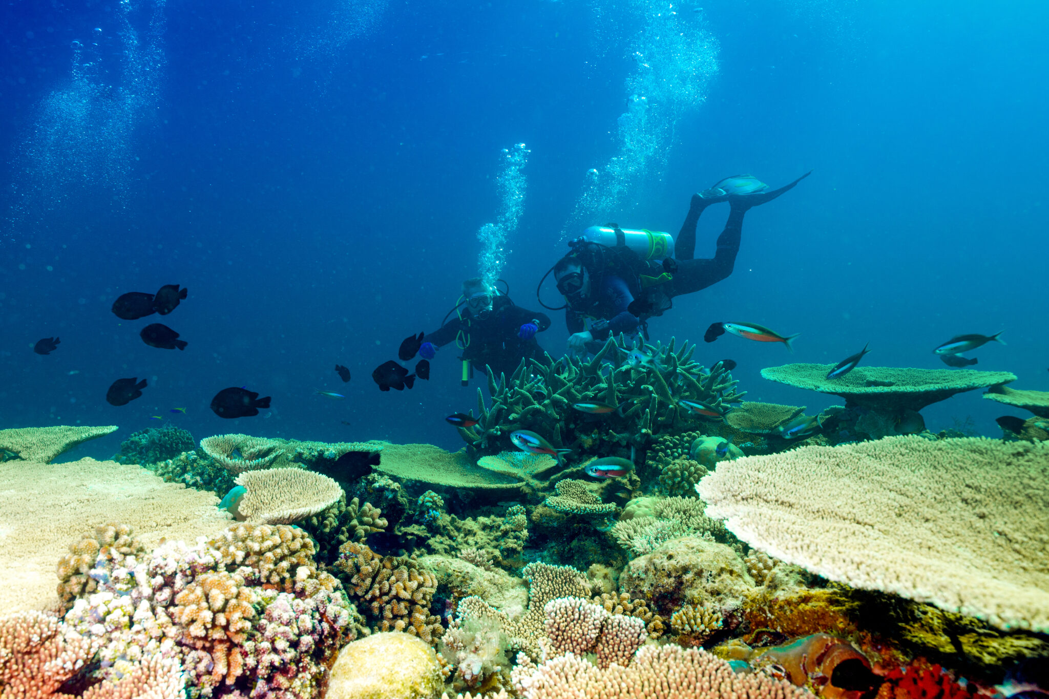 North,Ari,Atoll,,Maldives,-,March,5,,2019:,Underwater,Image