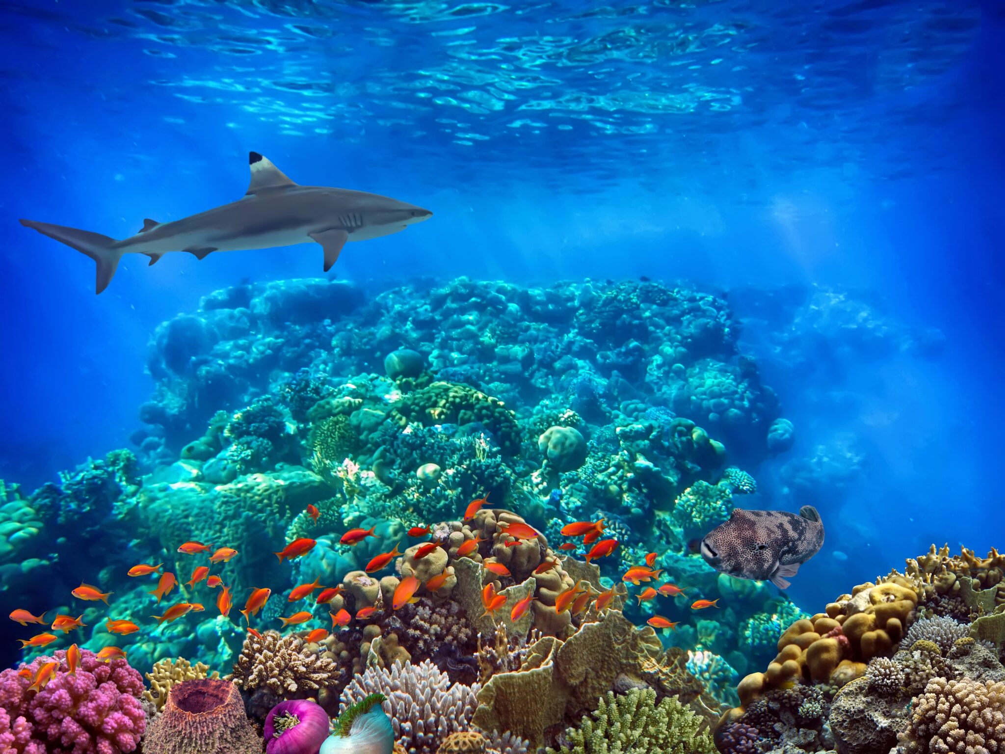 Tiger,Shark,(galeocerdo,Cuvier),Over,Coral,Reef,,Ko,Chang,Island,