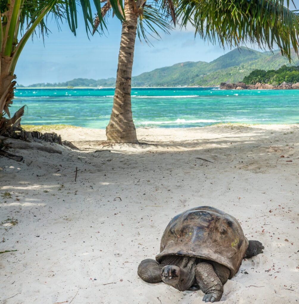 Giant,Tortoise,On,The,Beach,At,Curieuse,Island,,Seychelles