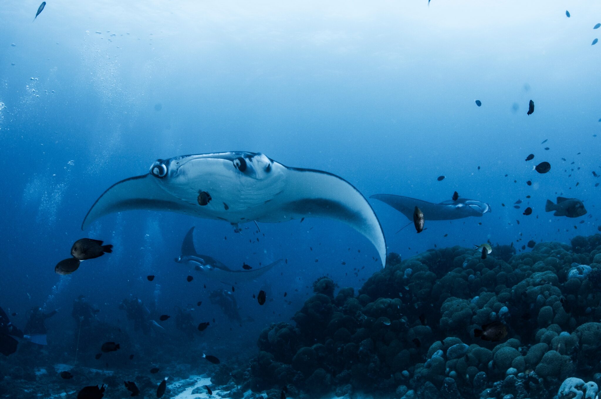 Manta,,Manta,Ray,,Maldive,,Manta,Rays,,Maldive,Scuba,Diving,,Flying