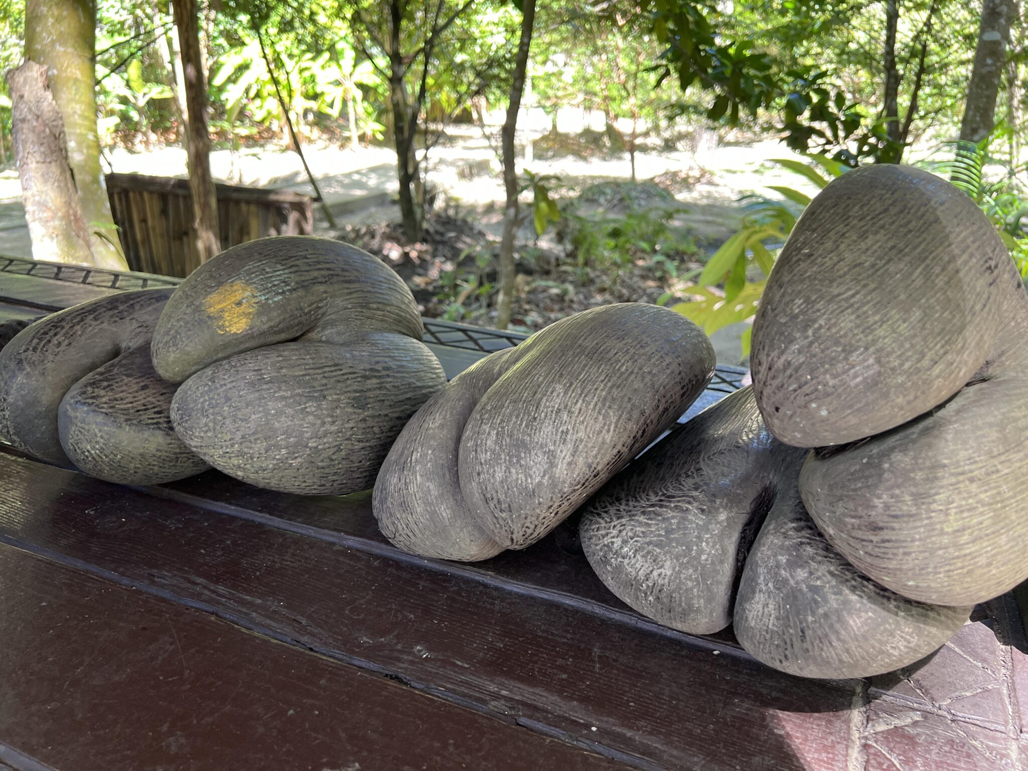 Fruits,Of,The,Coco,De,Mer,Palm,(the,Symbol,Of