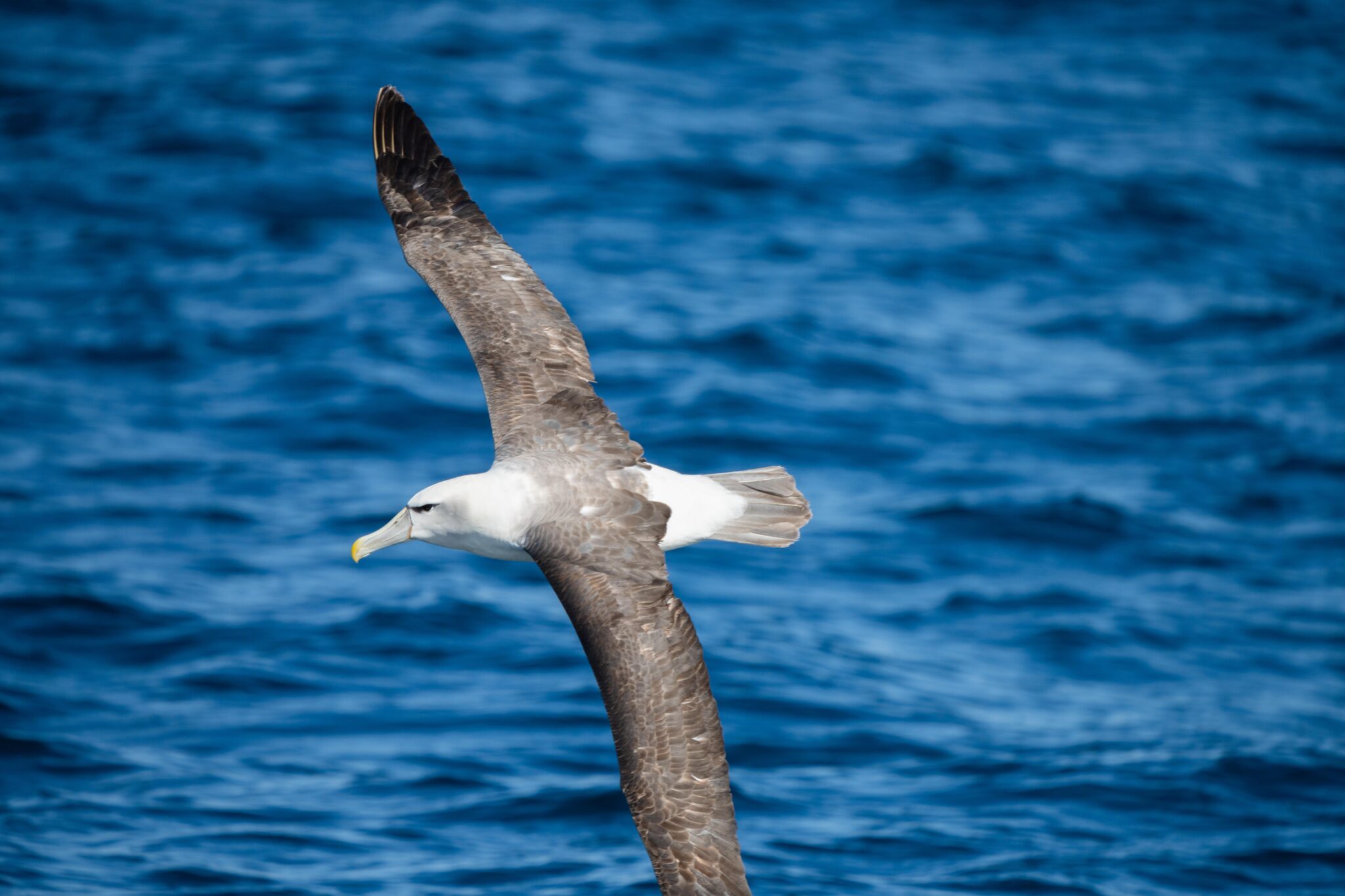 Shy,Albatross,And,Other,Sea,Birds,Feeding,And,Flying,Over