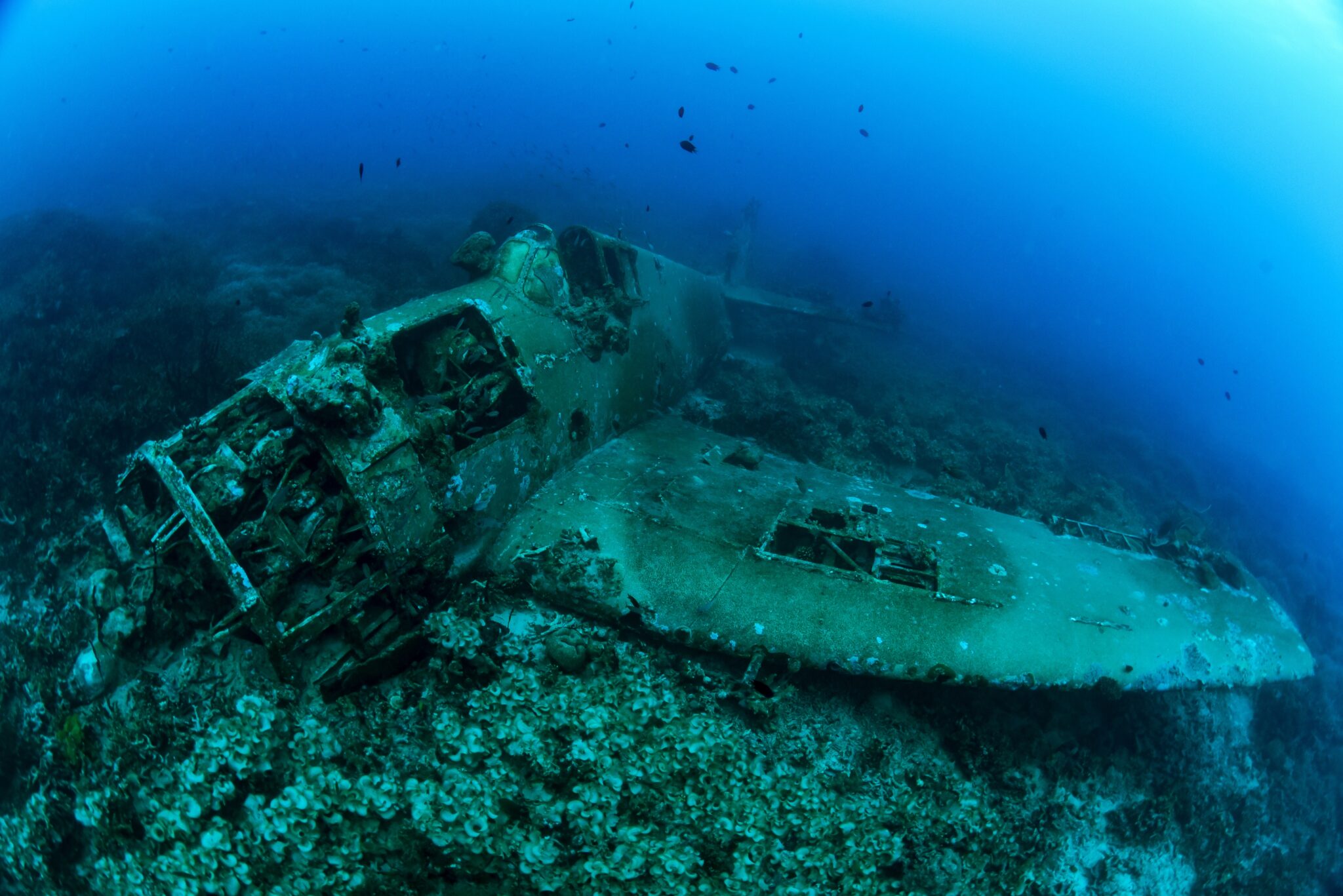 This,Well-preserved,Hellcat,Aircraft,Wreck,Stands,Out,As,One,Of