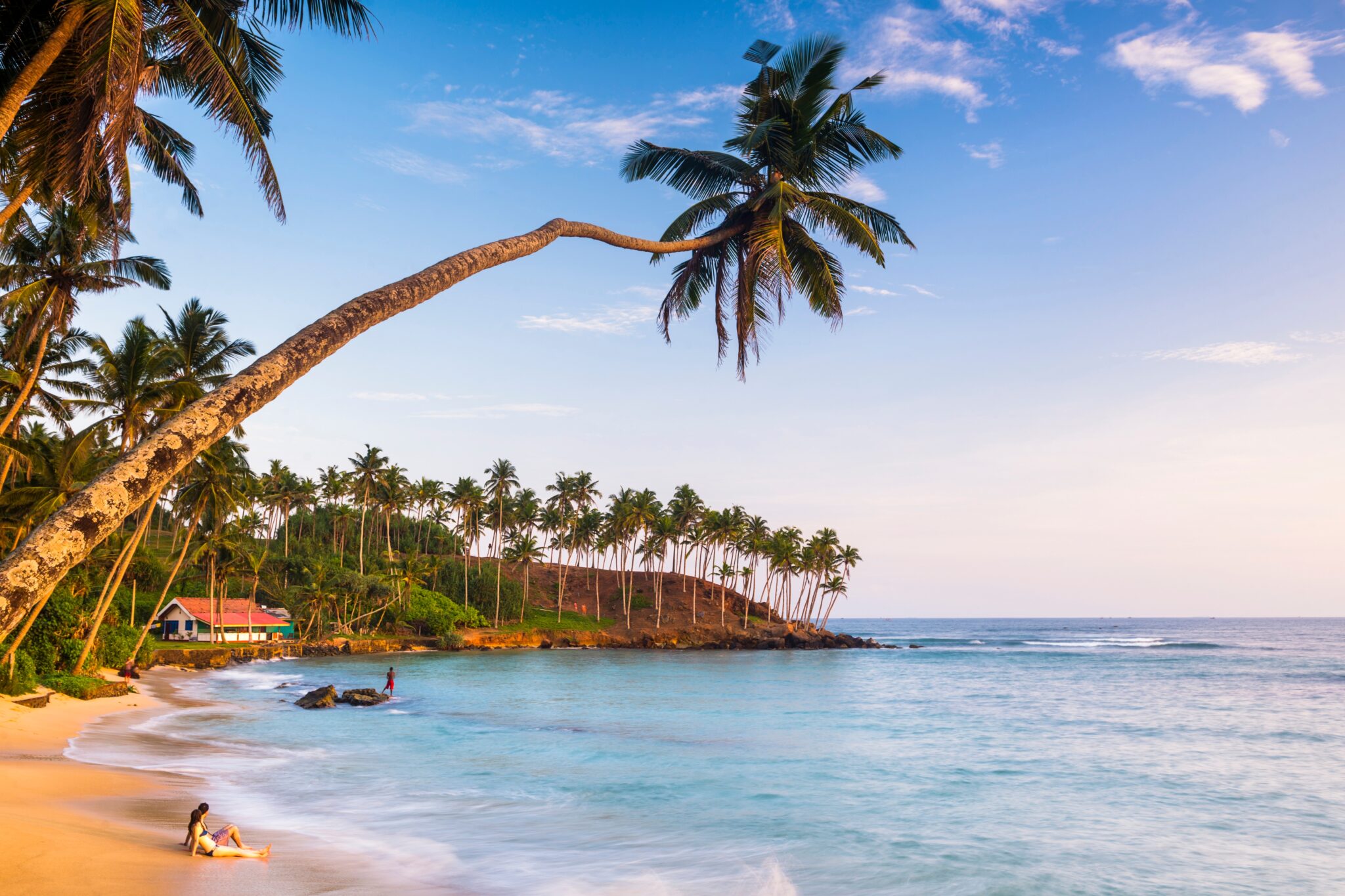 Palm,Tree,,Mirissa,Beach,,South,Coast,Of,Sri,Lanka,,Sri