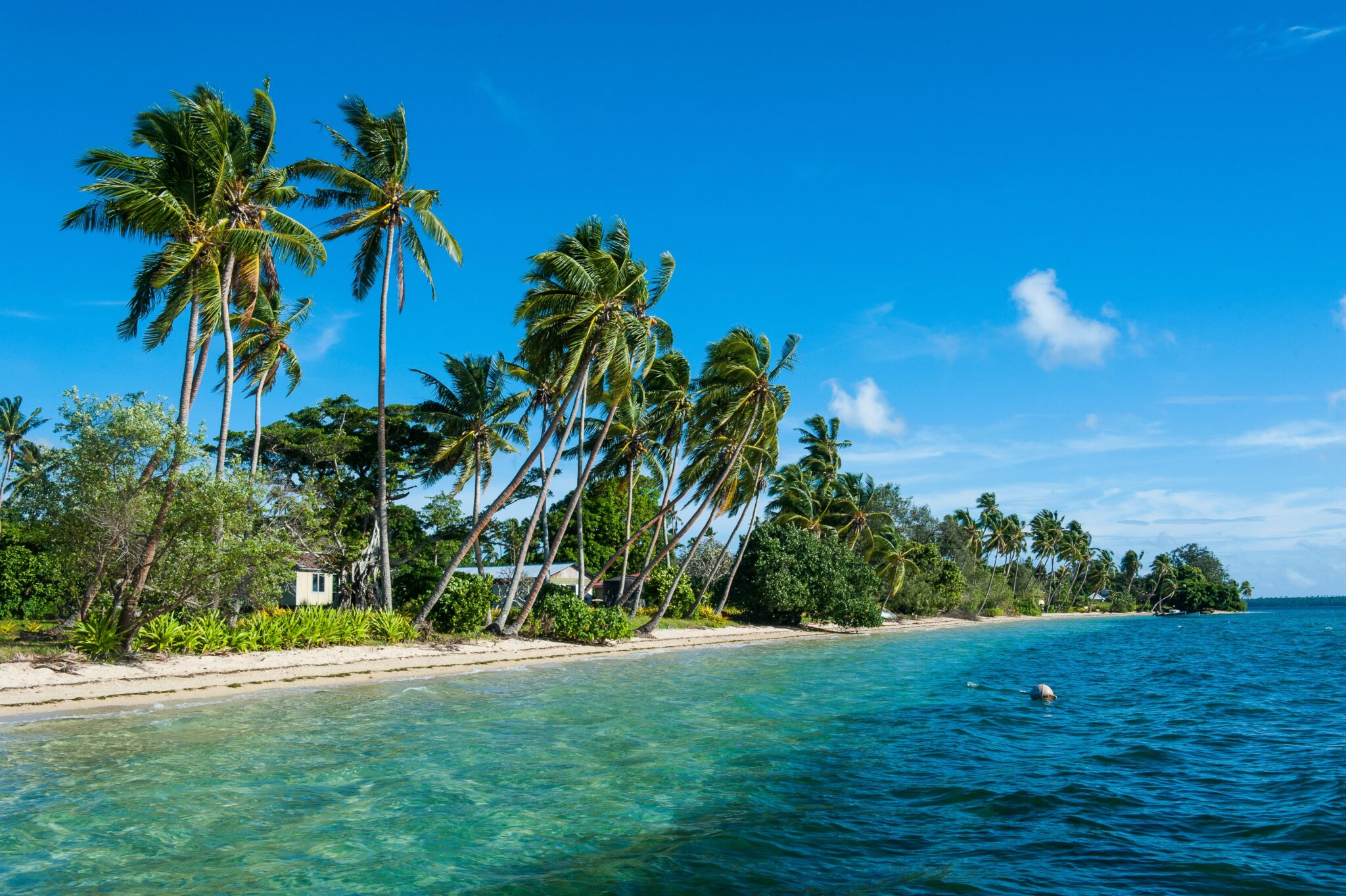 Palm,Fringed,White,Sand,Beach,On,An,Islet,Of,Vavau,