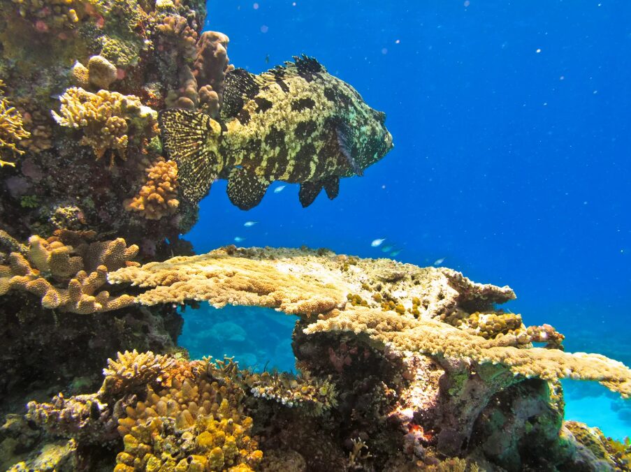 Bait Reef Lagoon